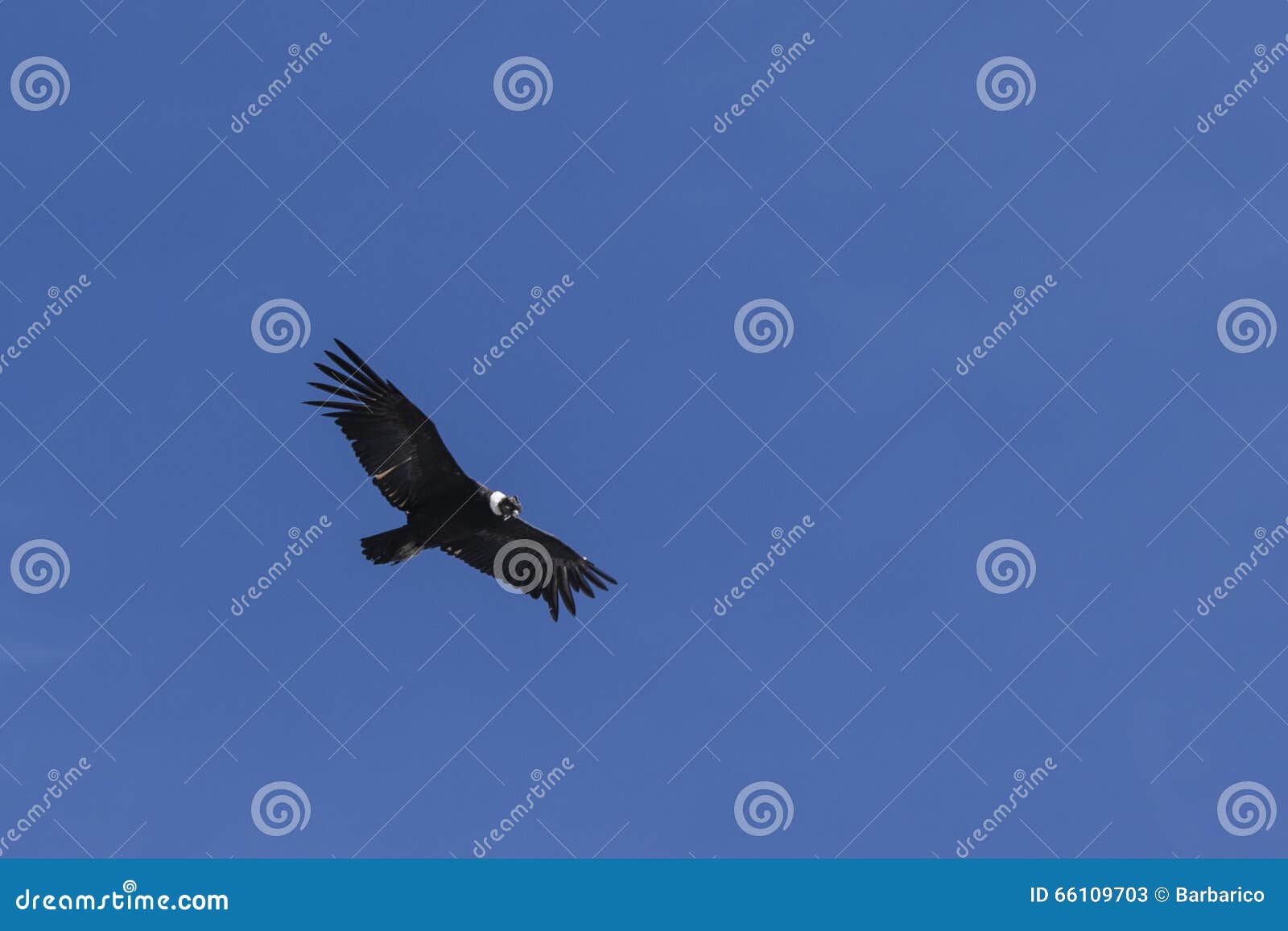 flying condor against a blue sky