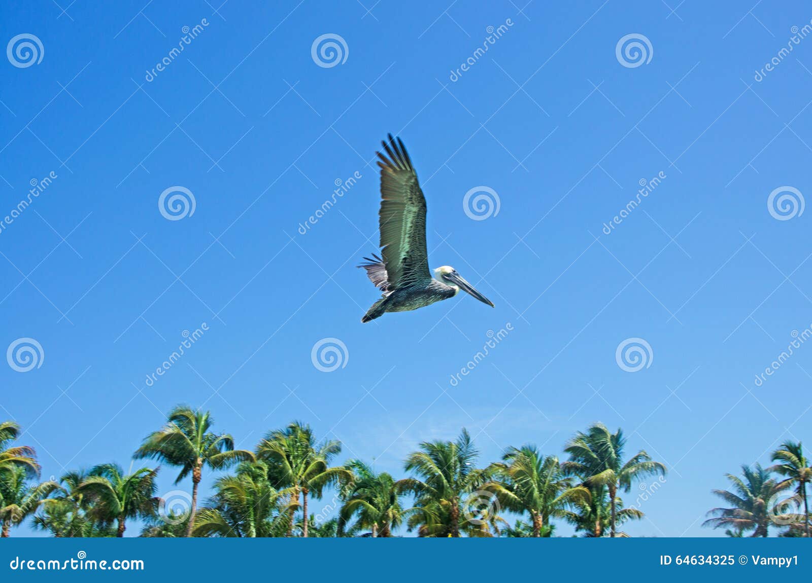 flying cormorant, palms, blue sky, freedom, key west, keys, cayo hueso, monroe county, island, florida