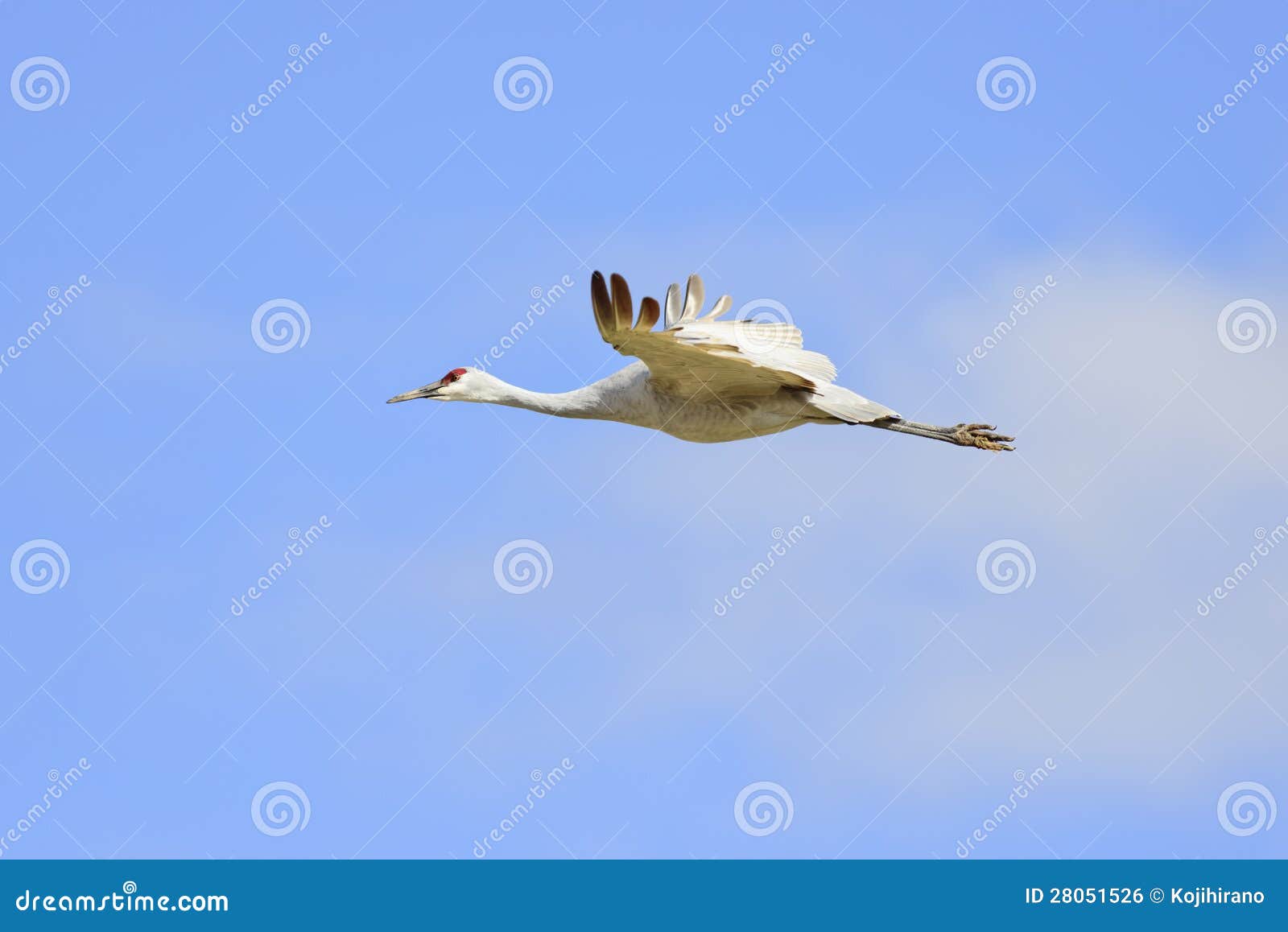 Flying crane stock photo. Image of wild, apache, animal 28051526