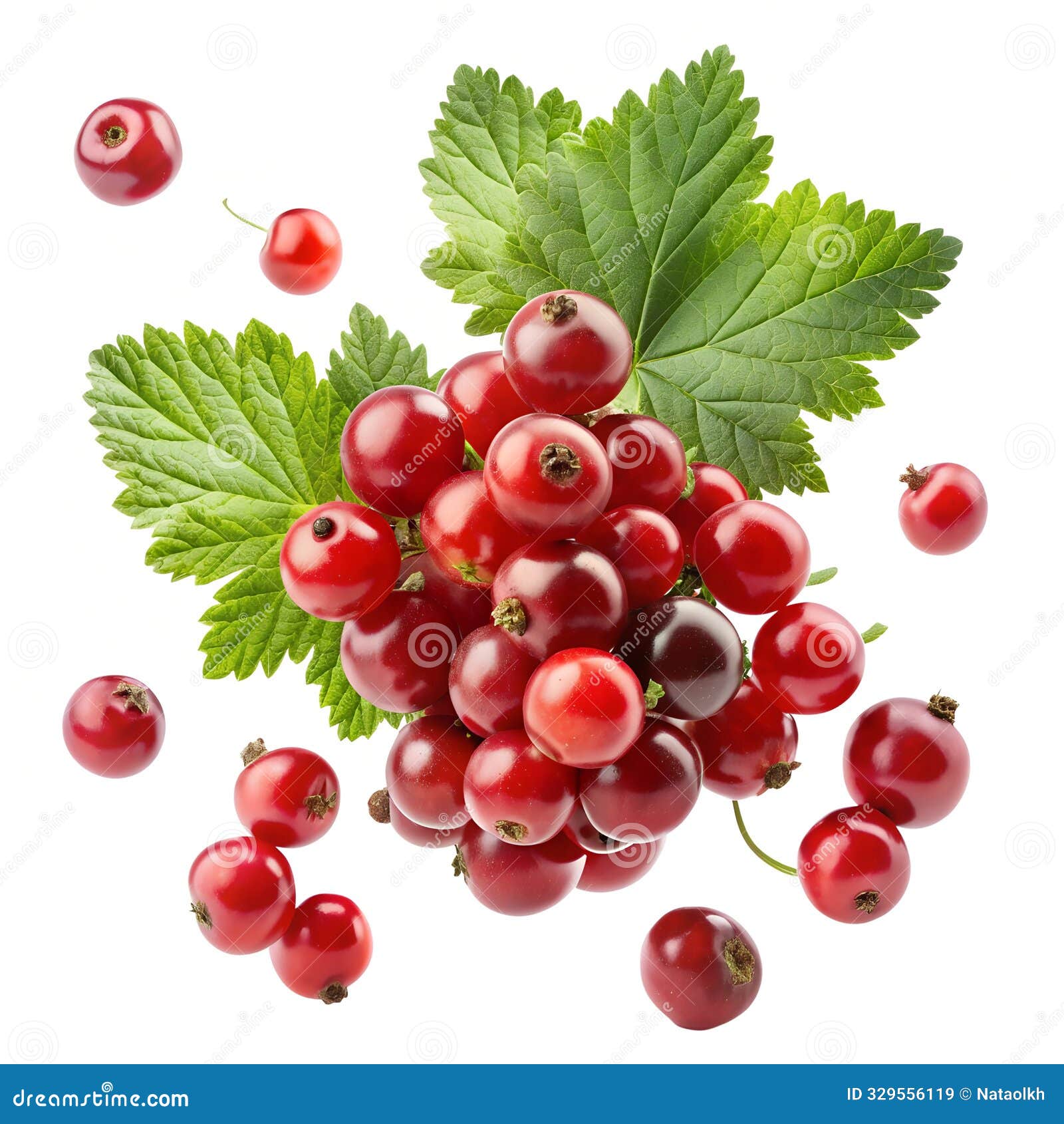 flying currant on a white background.