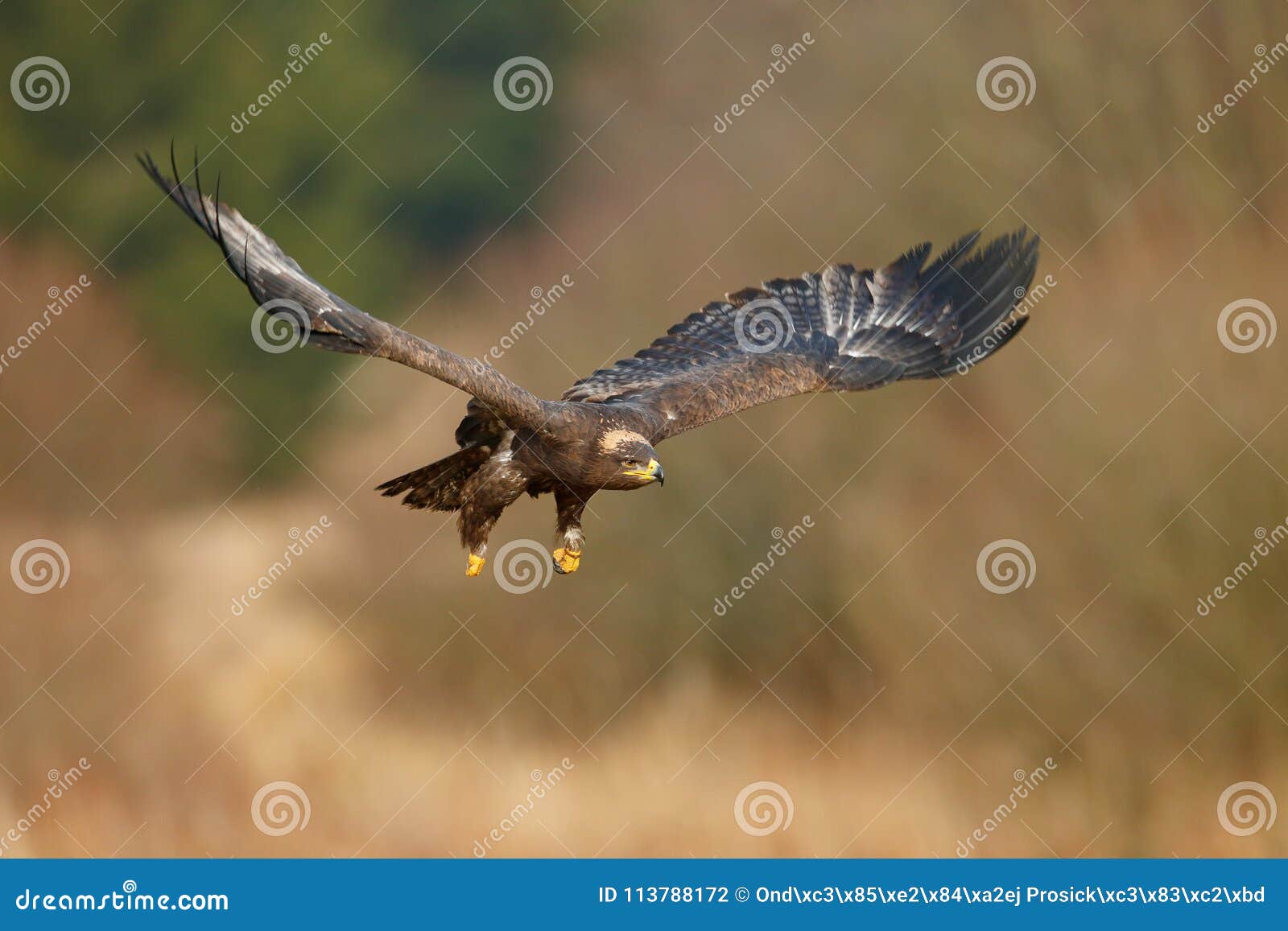 flying dark brawn bird of prey steppe eagle, aquila nipalensis, with large wingspan. wildlife scene from nature. action fly scene