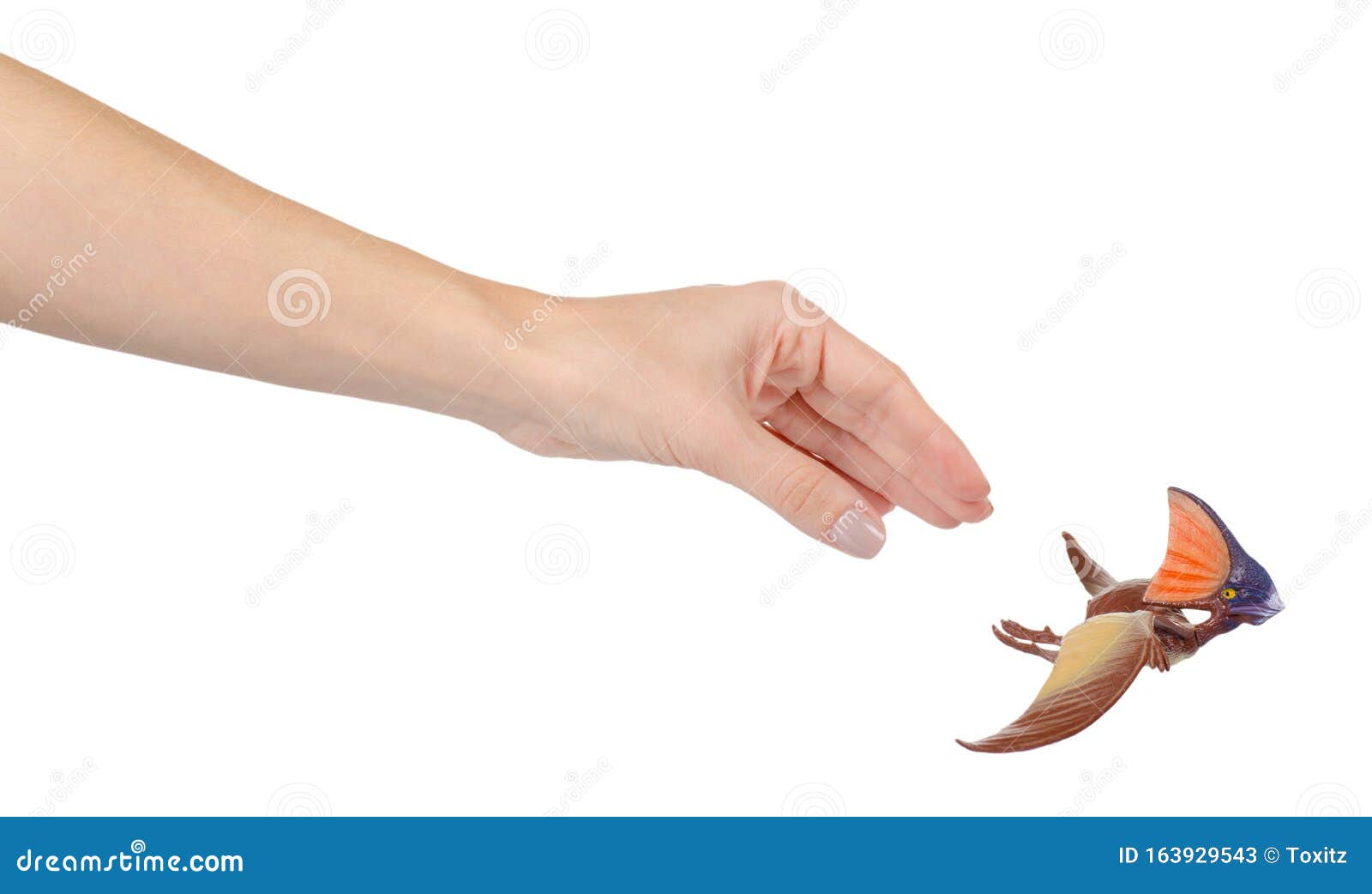 Pteranodon Pterodactyl Dinosaur on white background 11979345 PNG