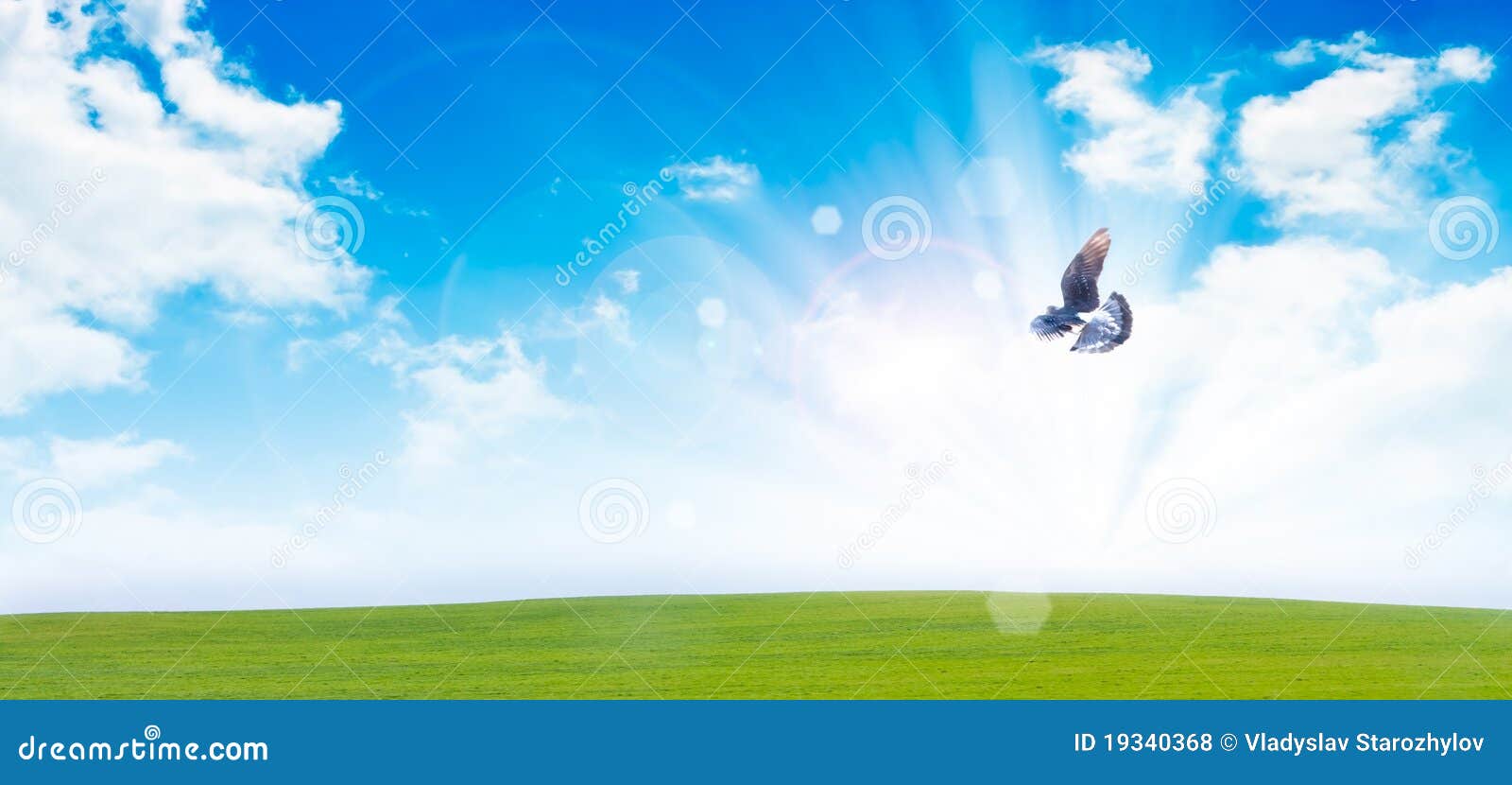 Flying dove over a field of grass