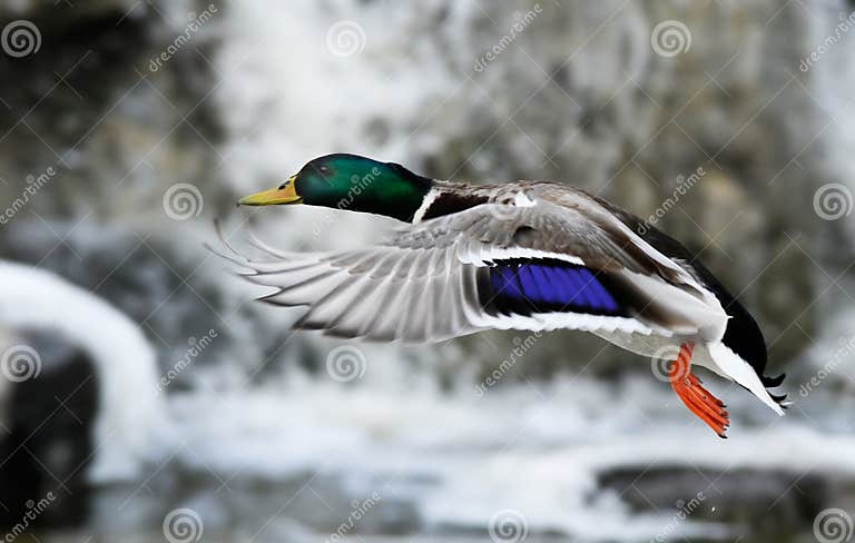 Flying duck stock photo. Image of wing, color, duck, colors - 4433132