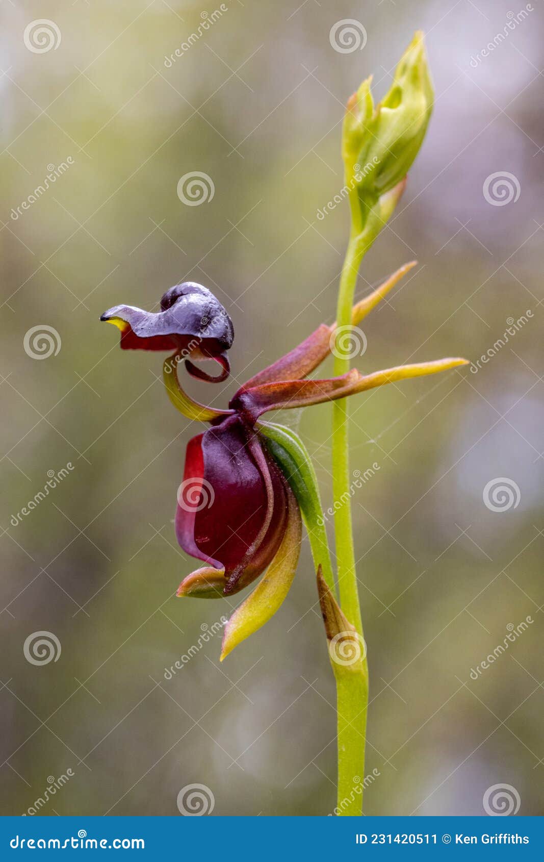 Flying Duck Orchid stock image. Image of nature, caleana - 231420511 Flying Duck Orchid stock image. Image of nature, caleana - 231420511