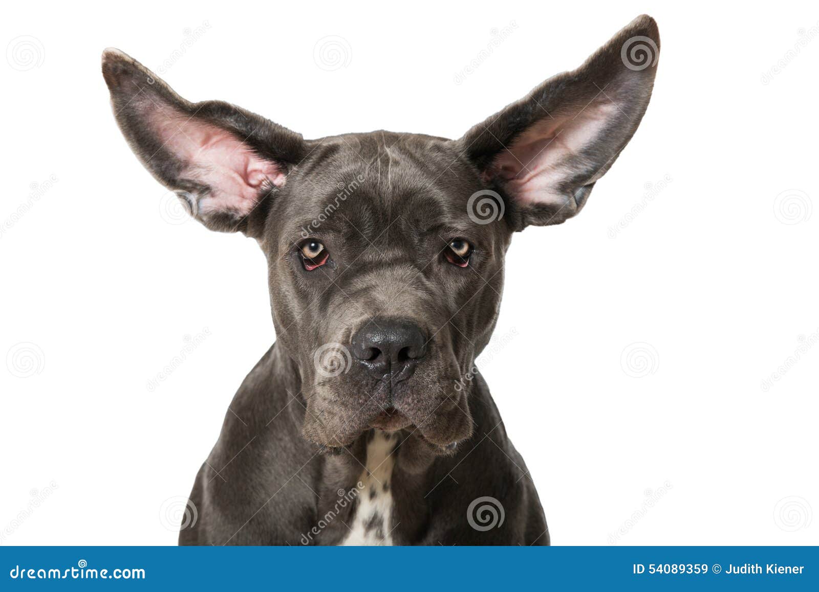 Flying ears stock image. Image of italian, good, cute 54089359