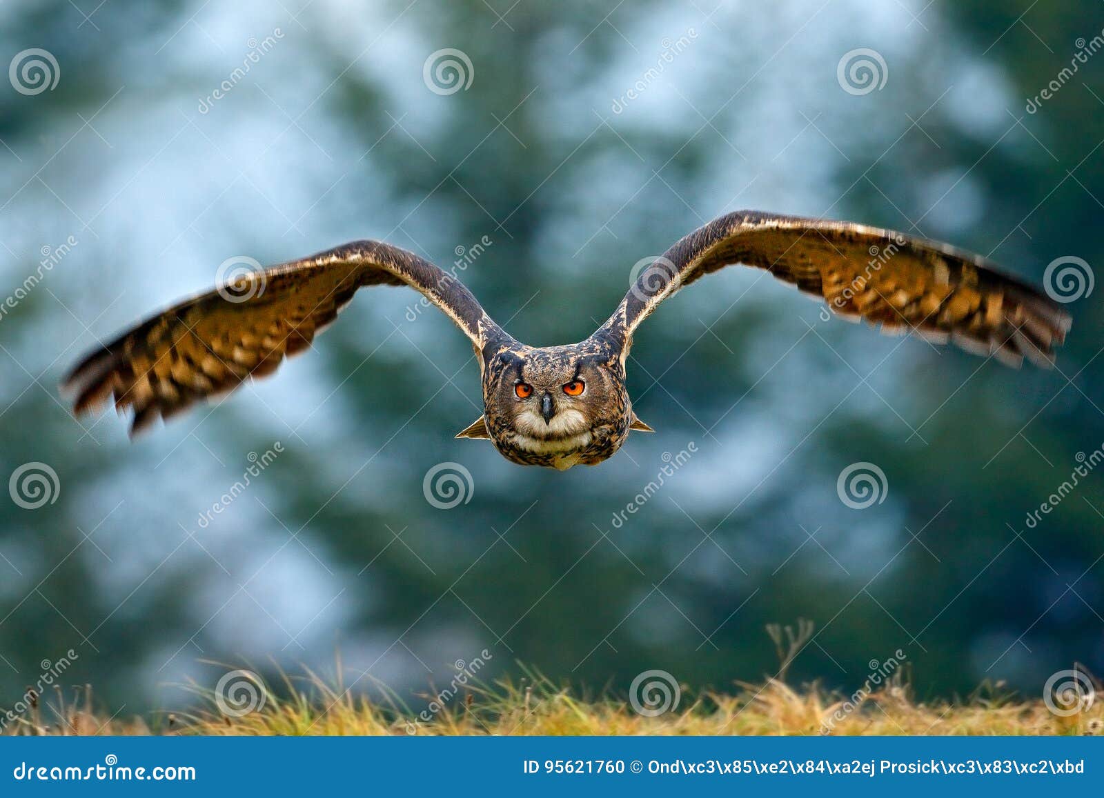 flying eurasian eagle owl with open wings with snow flake in snowy forest during cold winter. action wildlife scene from nature. b