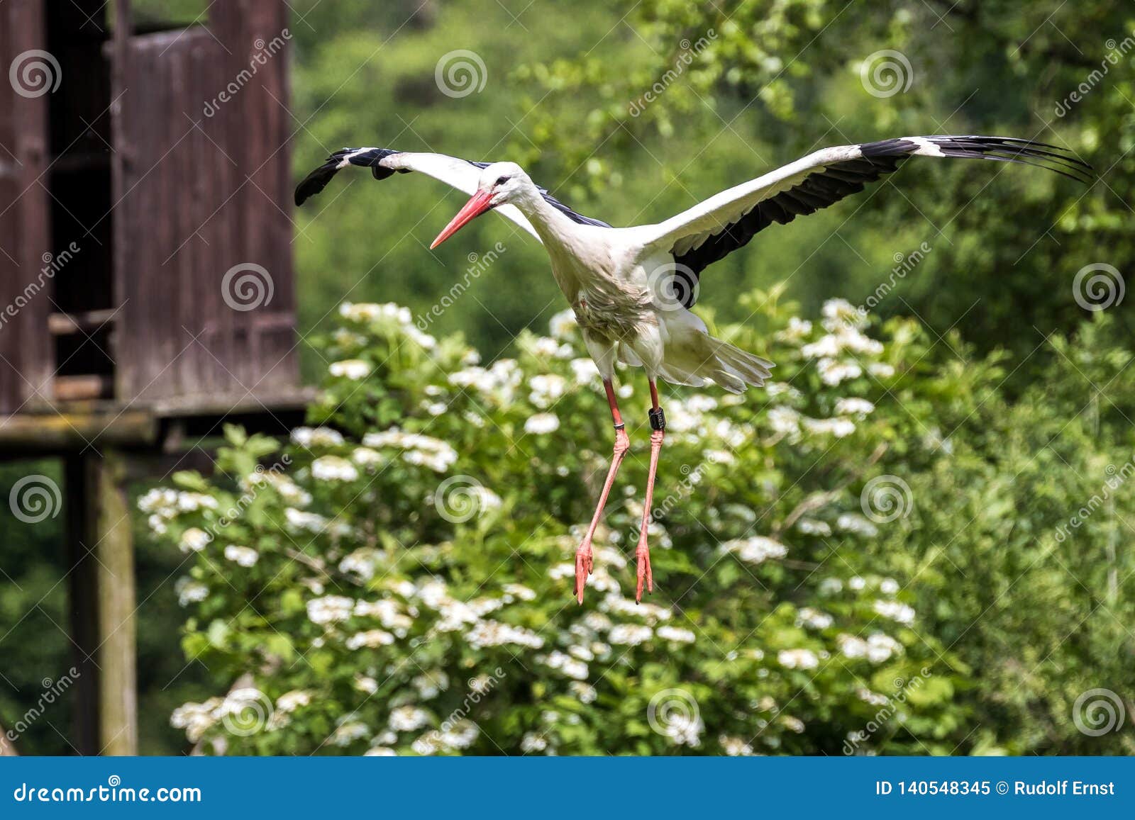 Forudsætning chikane gentage Flying European White Stork, Ciconia Ciconia in a German Nature Park Stock  Image - Image of field, meadow: 140548345