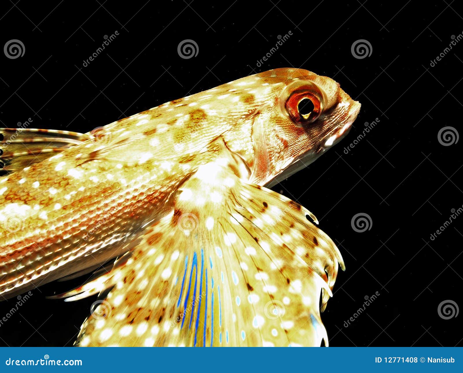 Flying fish stock photo. Image of diving, blue, sealife 12771408