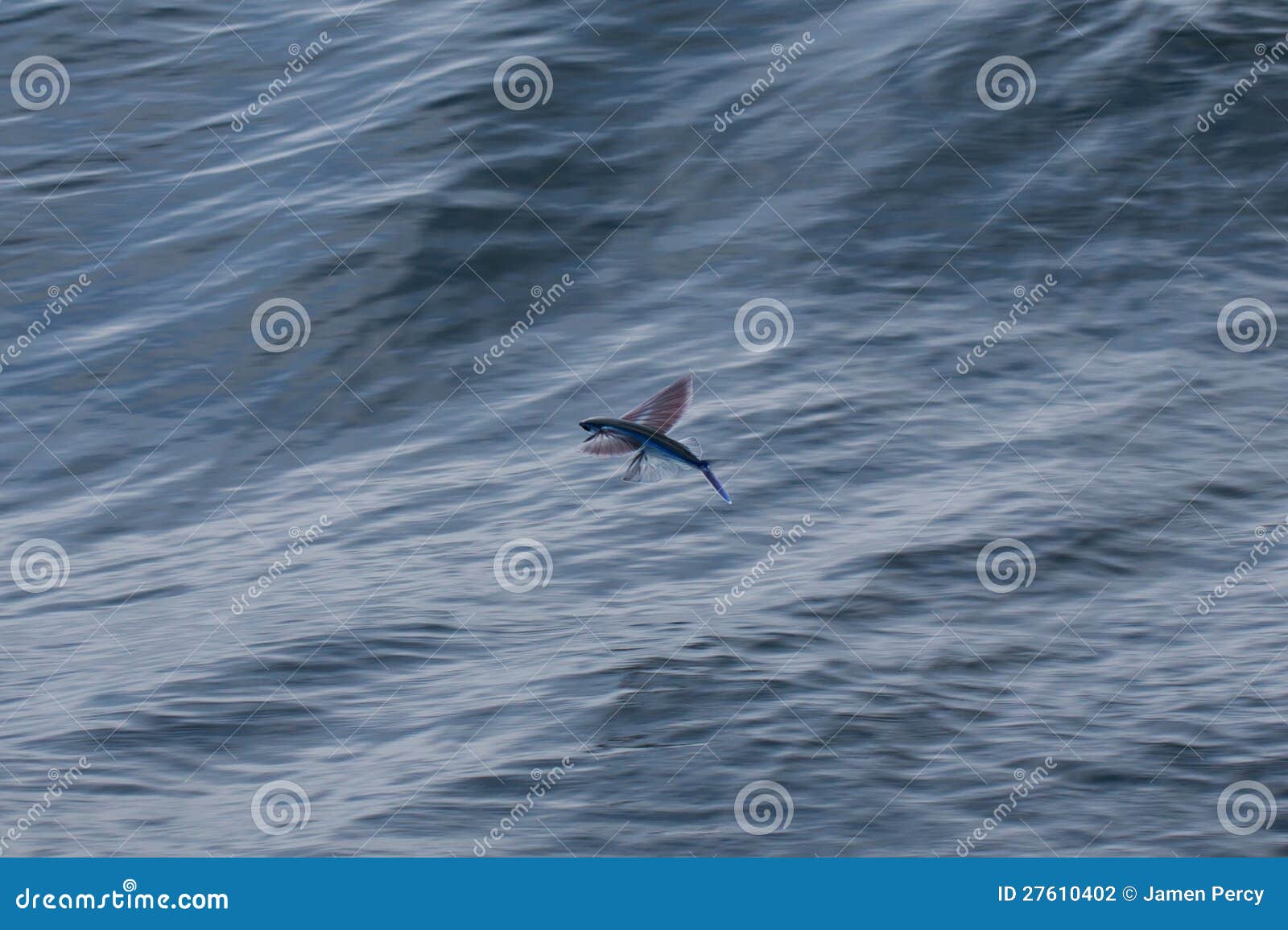 Flying fish stock photo. Image of flight, flyingfish - 27610402