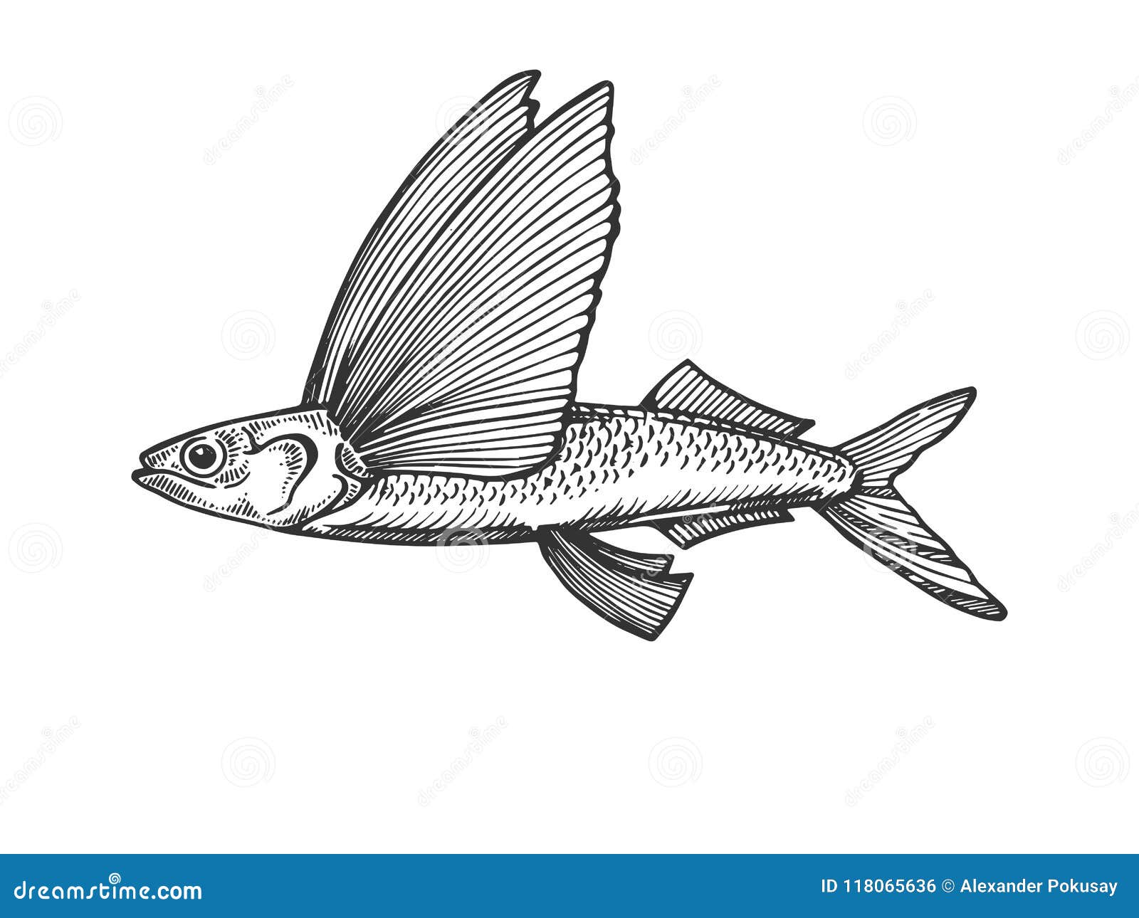 Download Flying Fish Engraving Vector Illustration Stock Vector - Illustration of etching, color: 118065636