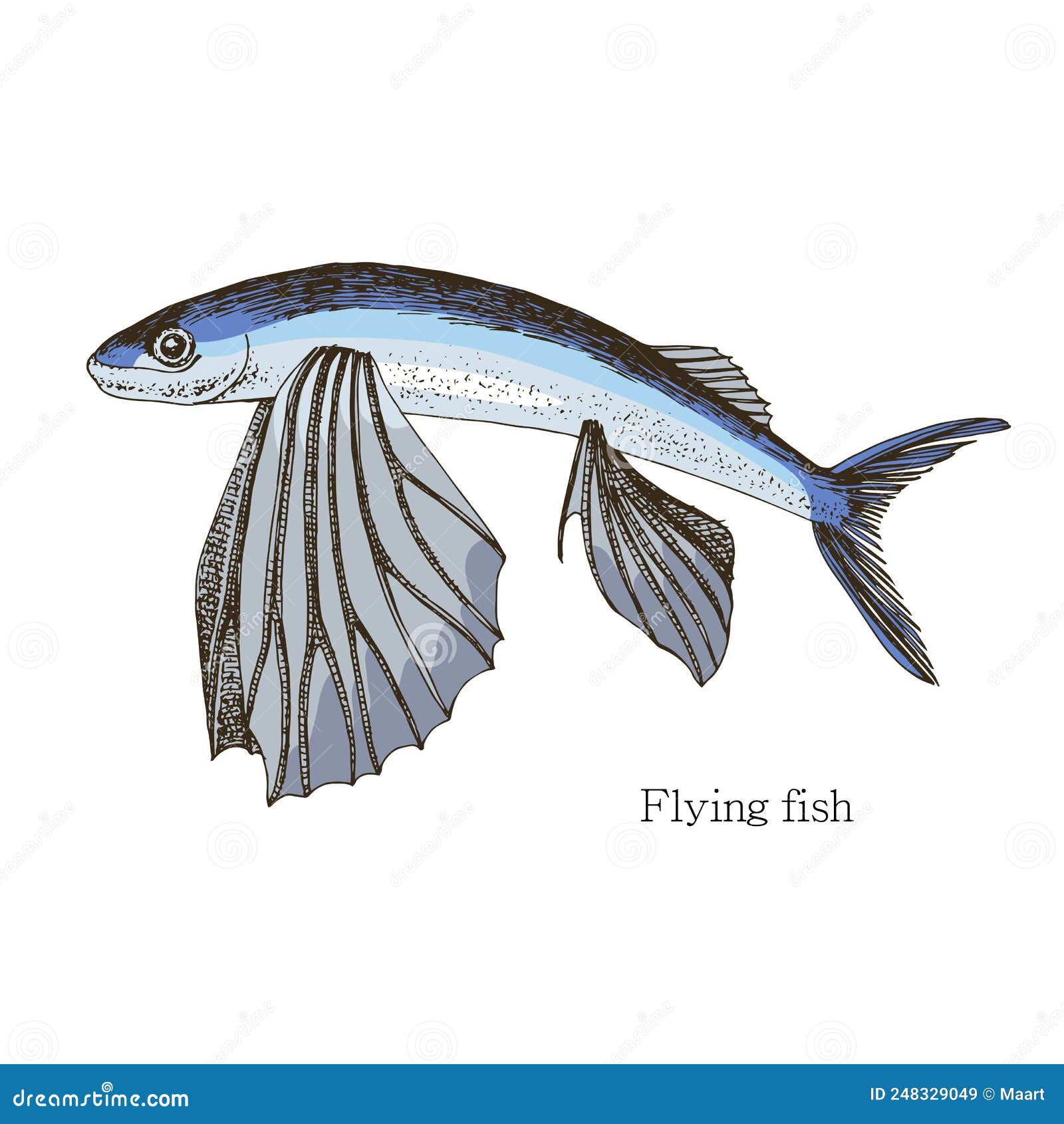 Flying Fish Hand Drawn Realistic Illustration Stock Vector - Illustration  of atlantic, isolated: 248329049