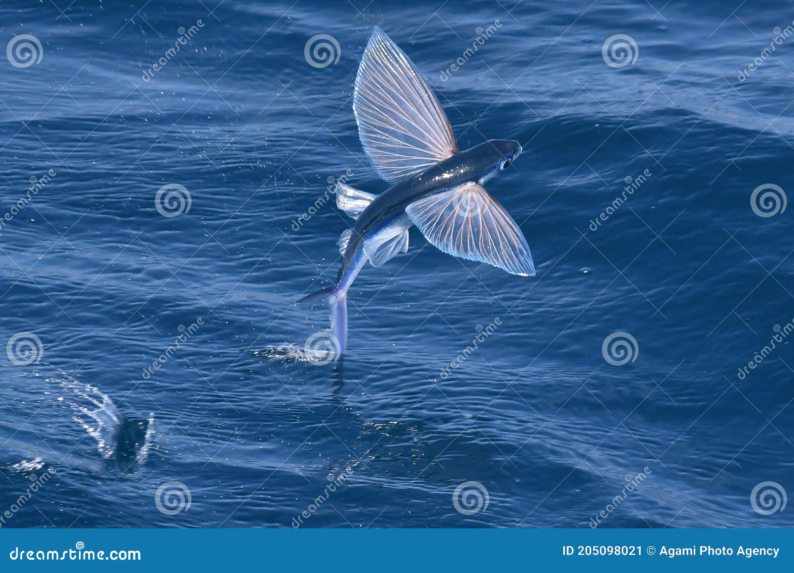 Flying fish species stock image. Image of species, steijn - 205098021