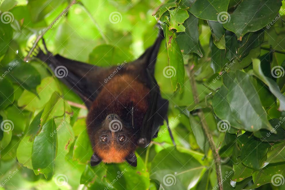 Flying fox bat stock image. Image of rodent, scapulatus - 15409929