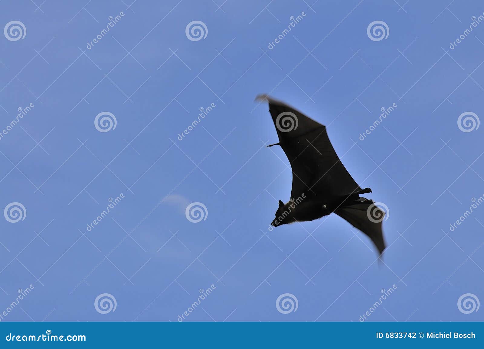 Flying Fox Bat Under the Daylight Moon in Thailand Stock Photo Image