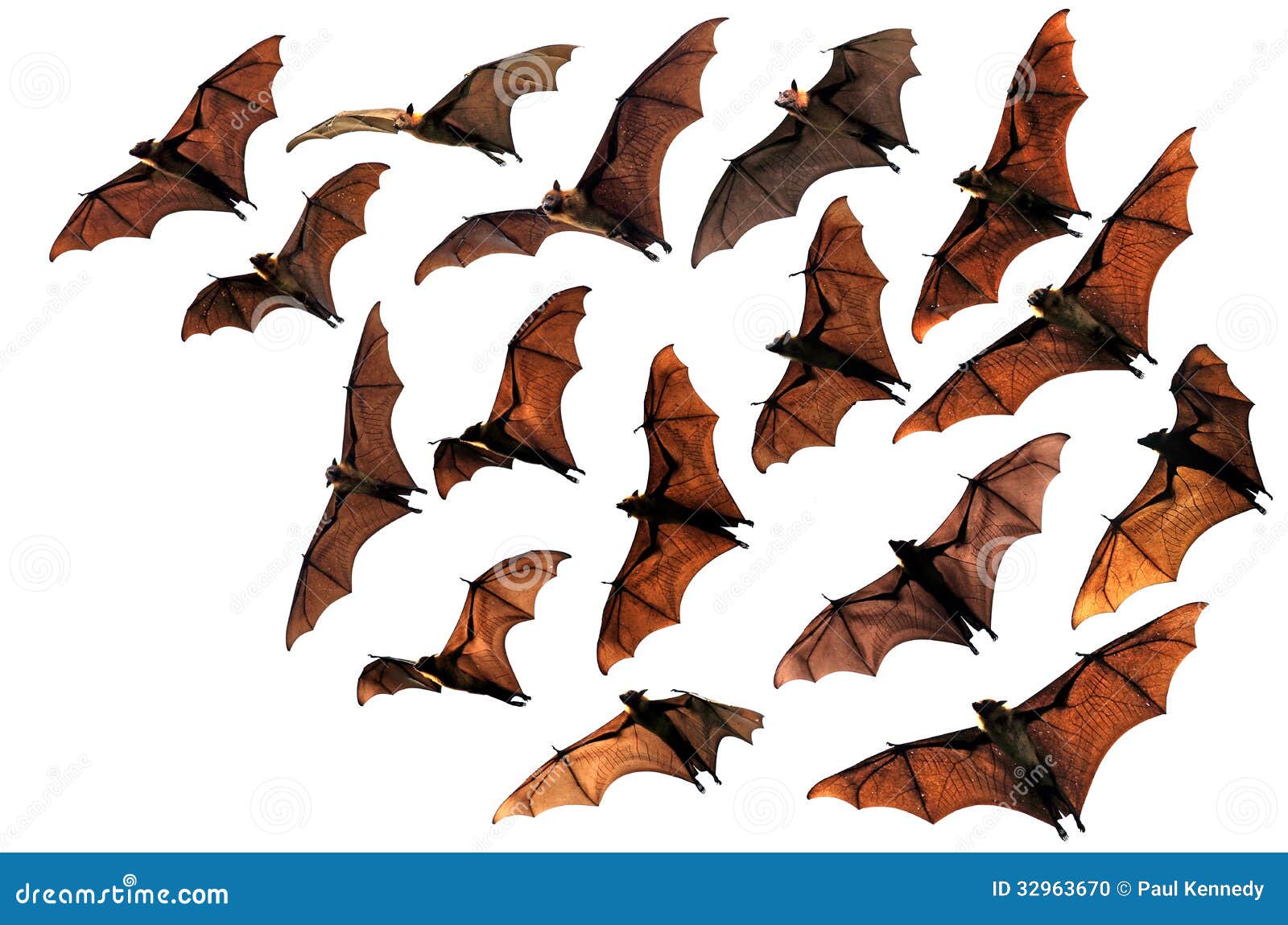 flying fox fruit bats in the sky