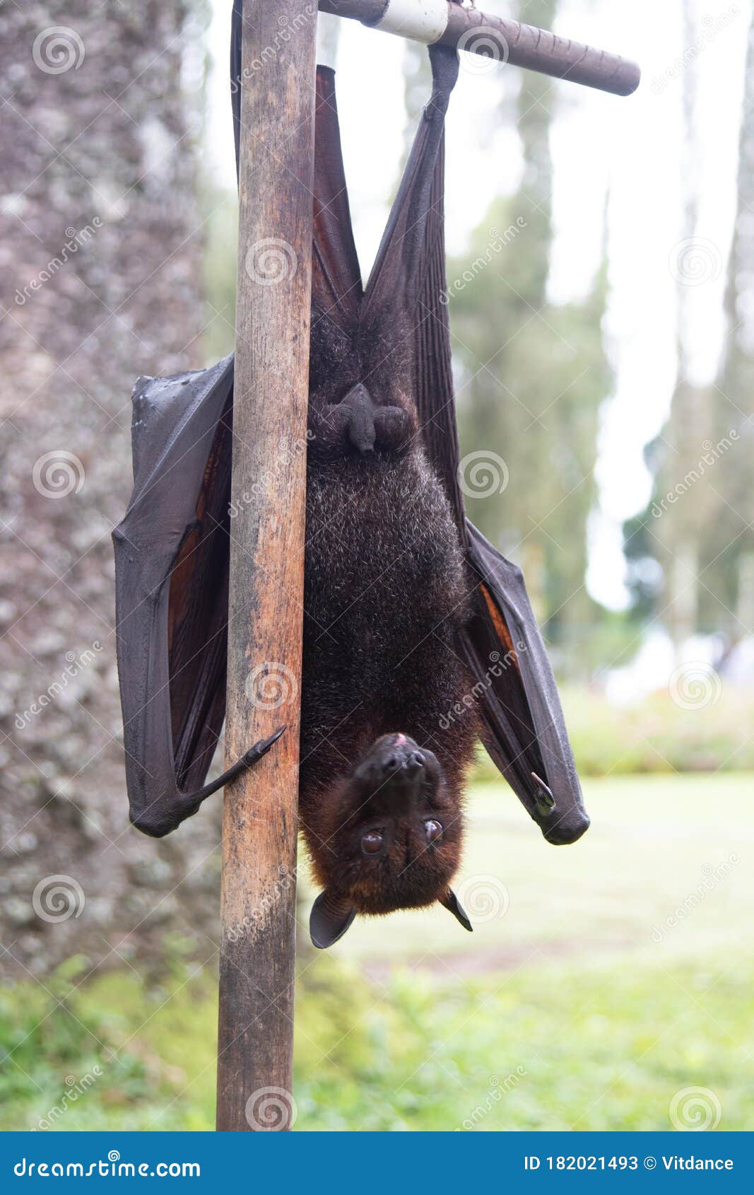 A Flying Fox Hangs Upside Down, Clutching a Tree with Its Claws