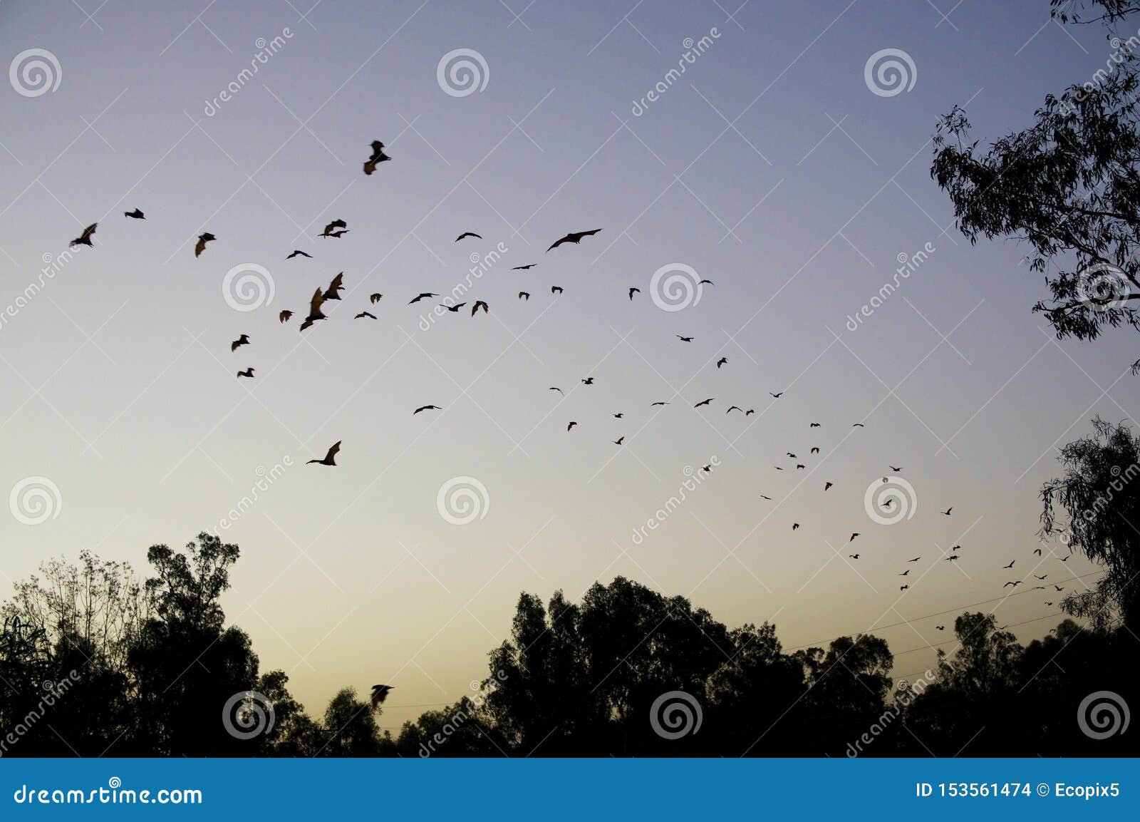 flying foxes fruit bats fly in orderly column