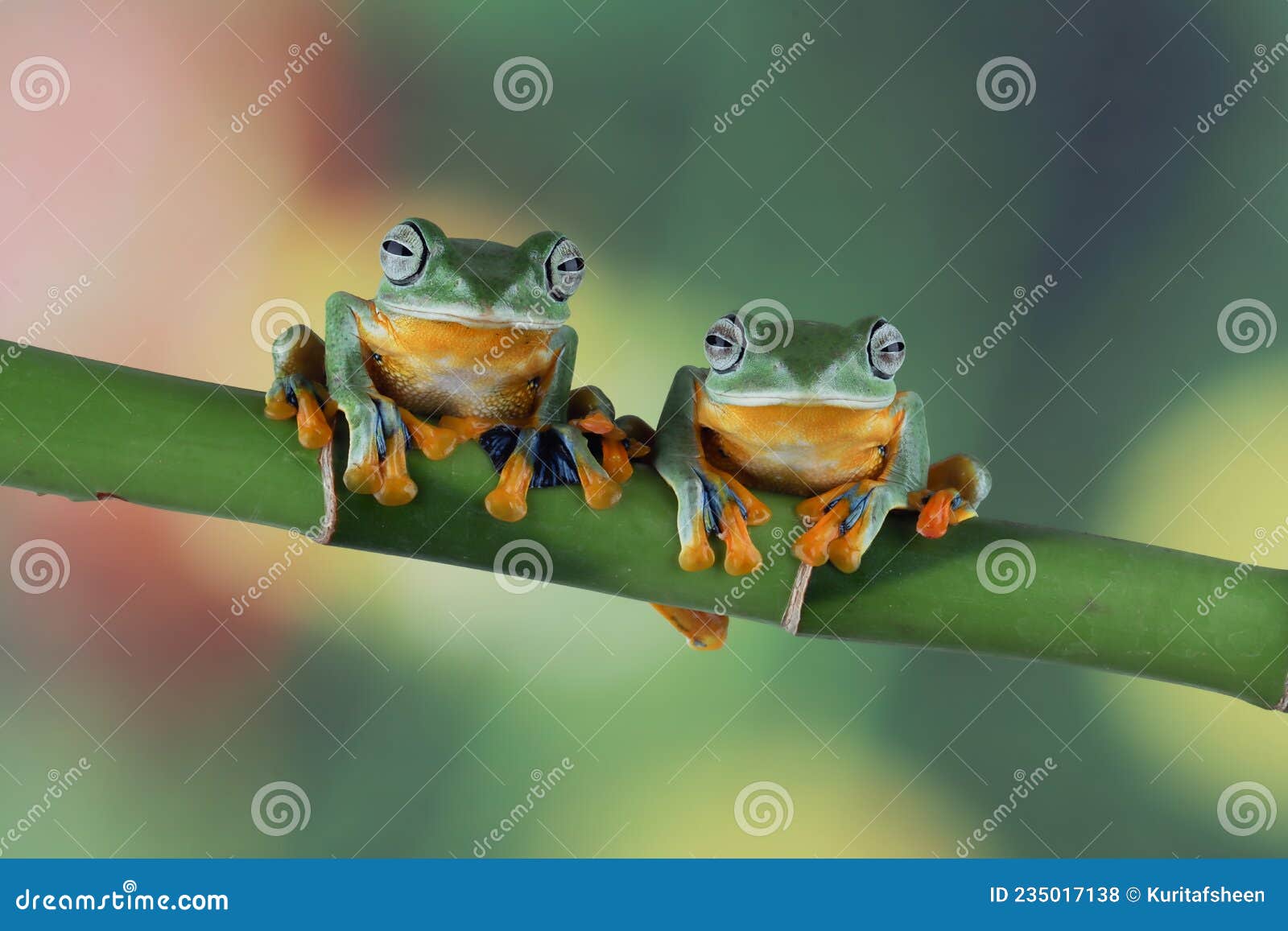 flying frog closeup face on branch, javan tree frog closeup image