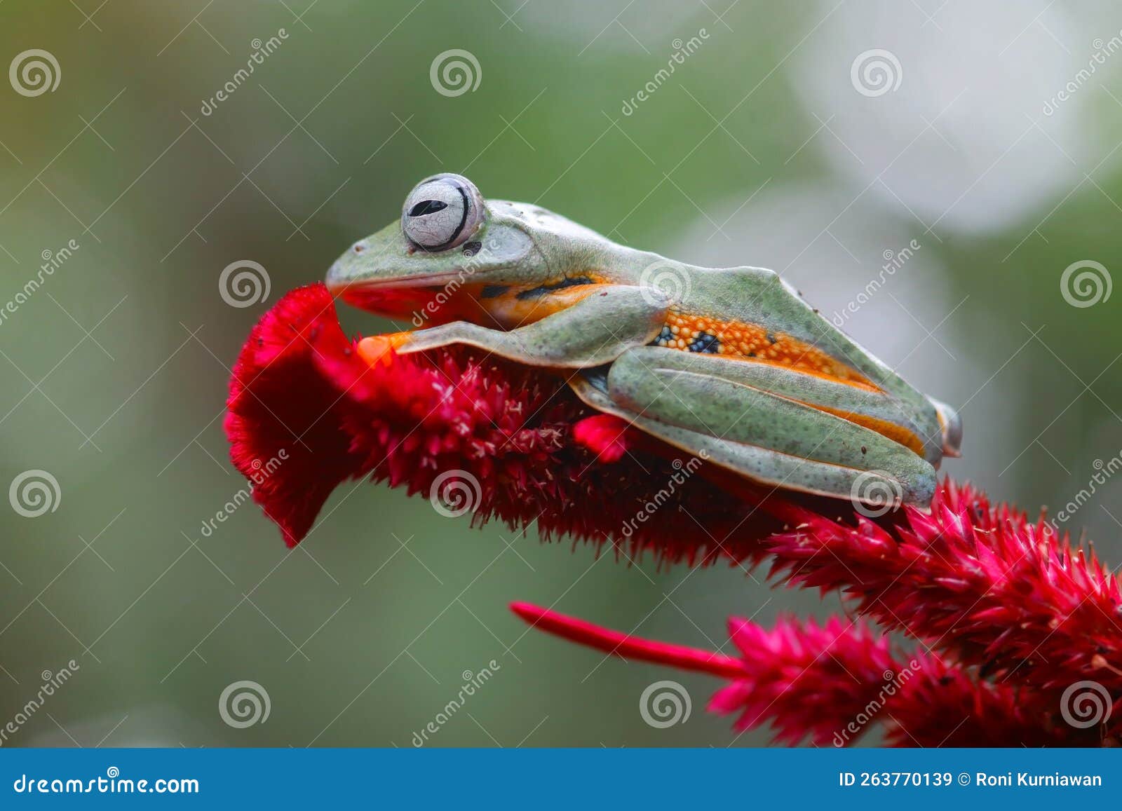 flying frog, javan tree frog, rhacophorus reinwartii