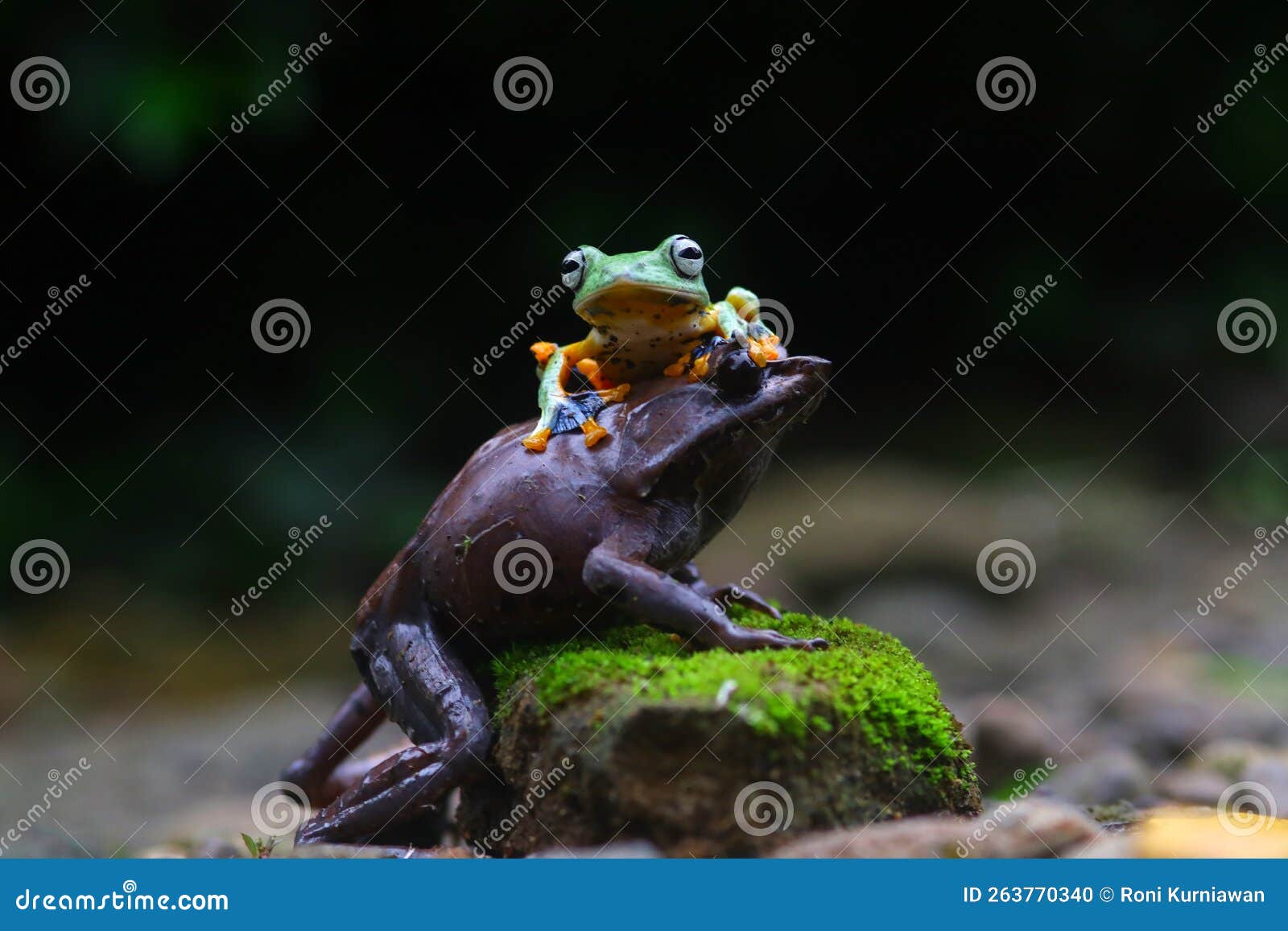 flying frog, javan tree frog, rhacophorus reinwartii