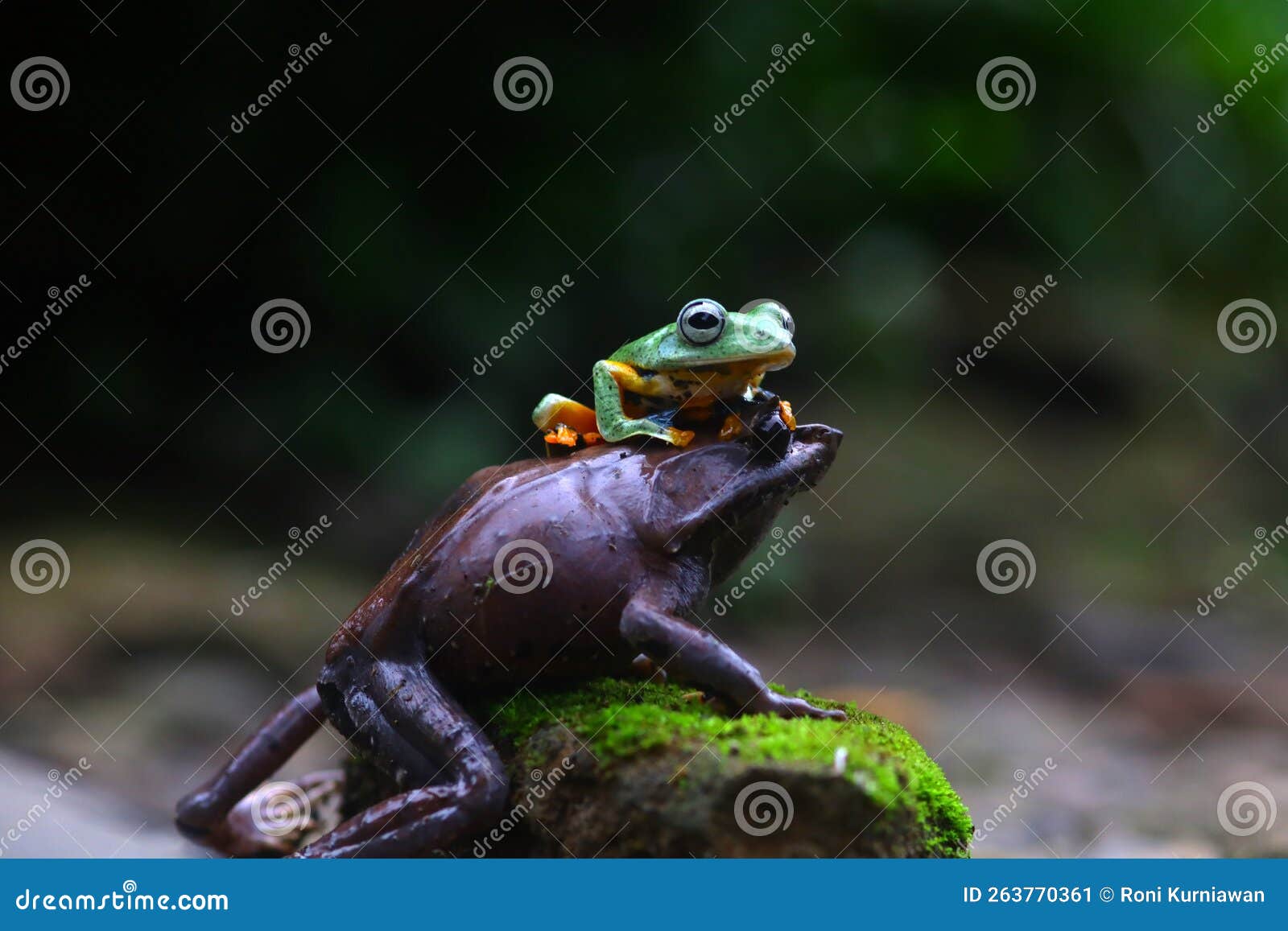 flying frog, javan tree frog, rhacophorus reinwartii