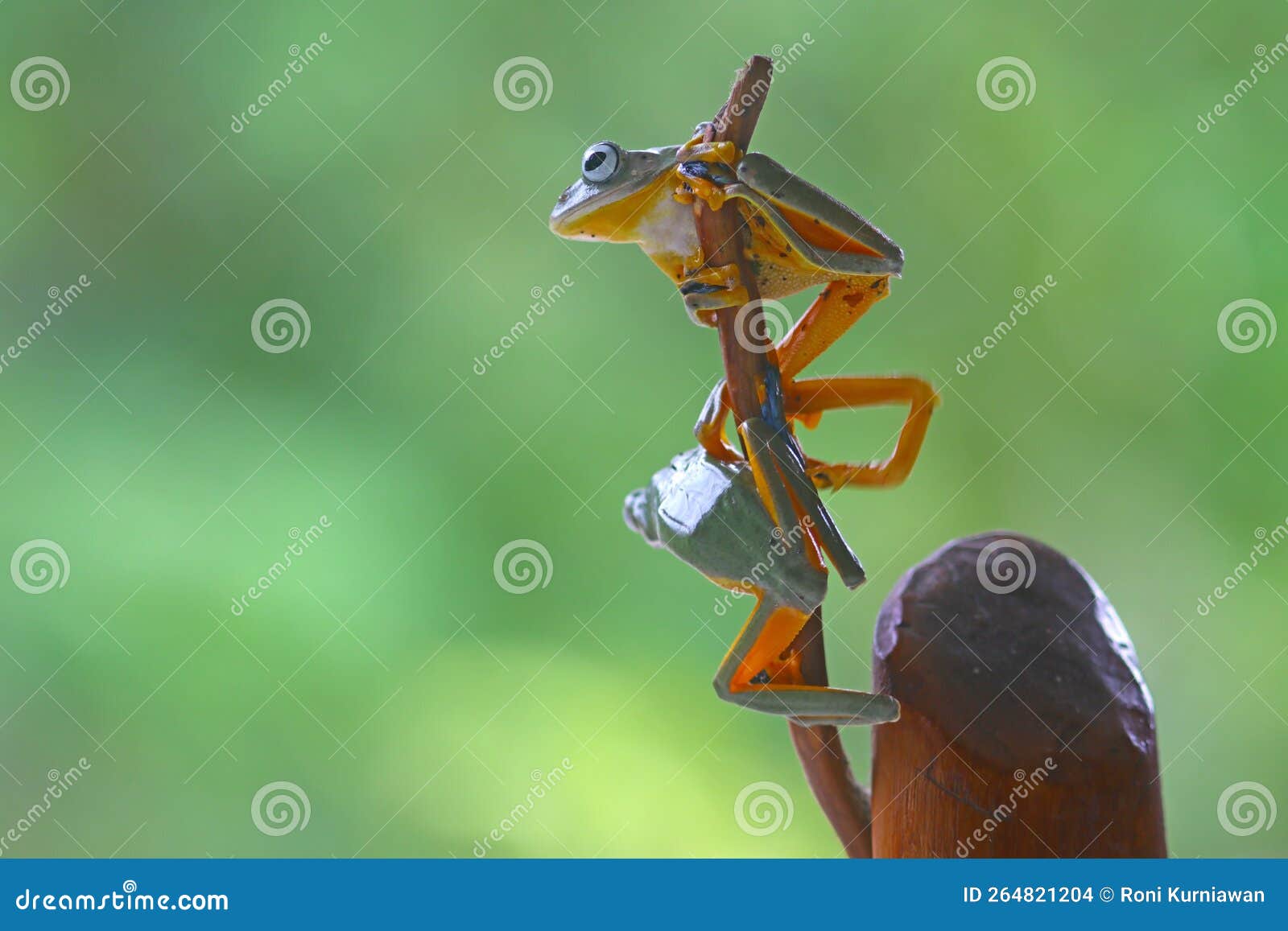 flying frog, javan tree frog, rhacophorus reinwartii