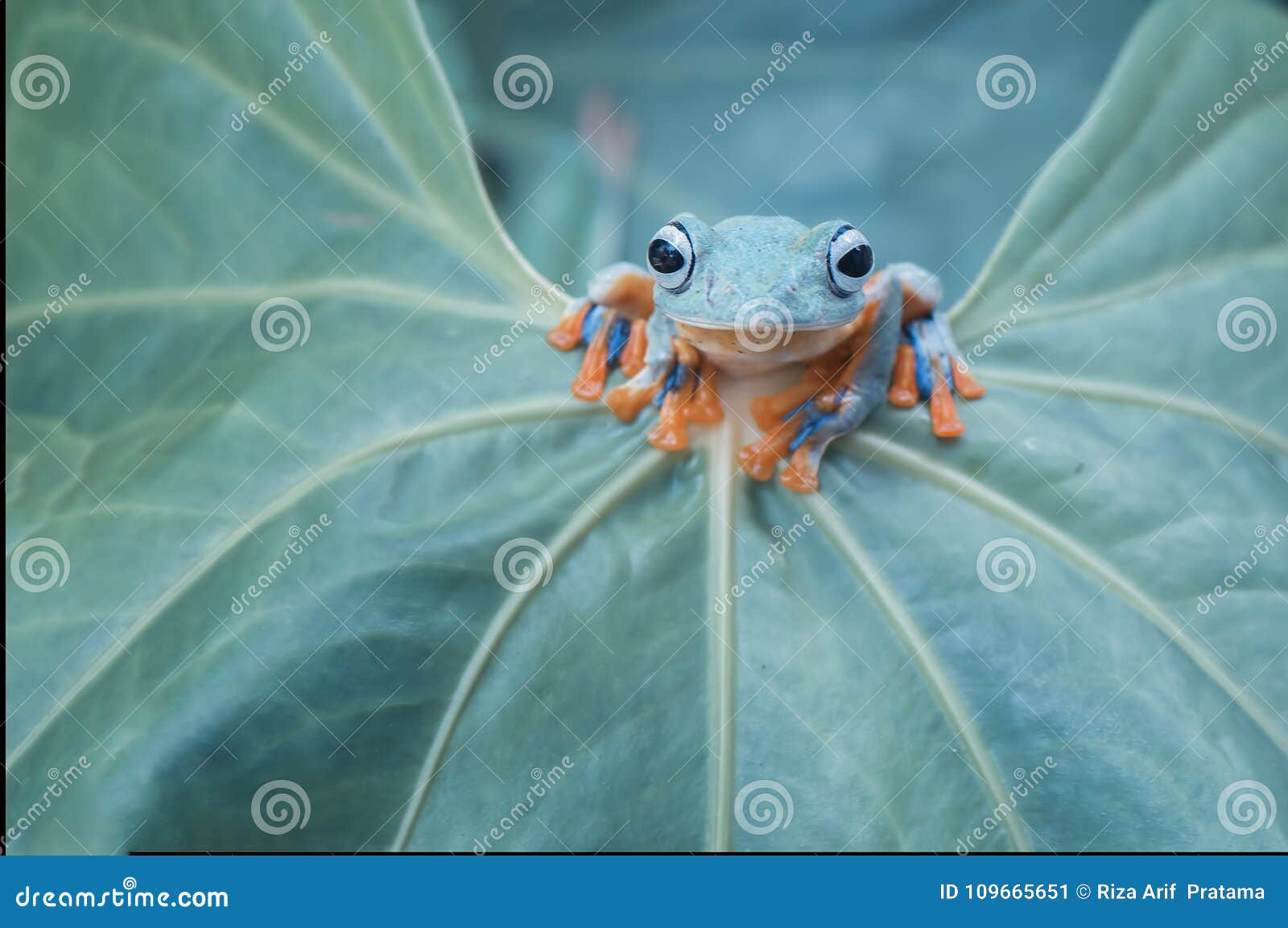 Flying Frog Wallace on Leaf Stock Image Image of indonesia, small