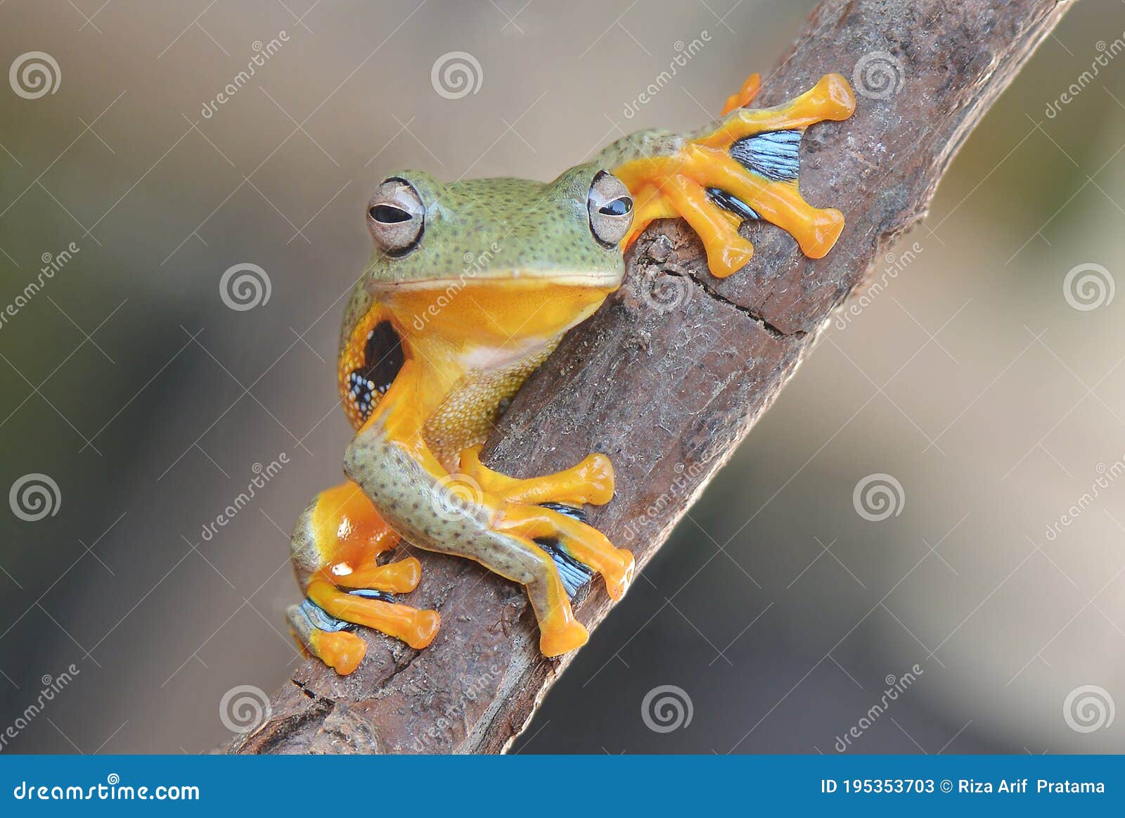 Flying Frog Wallace On Tree Stock Image Image Of Wallace Flying flying-frog-wallace-on-tree-stock-image-image-of-wallace-flying