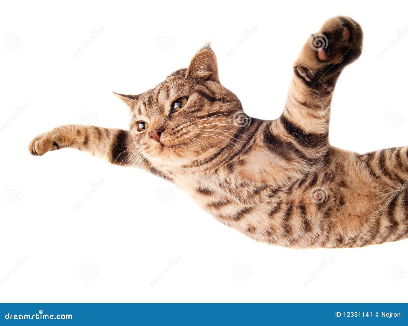 flying funny kitten