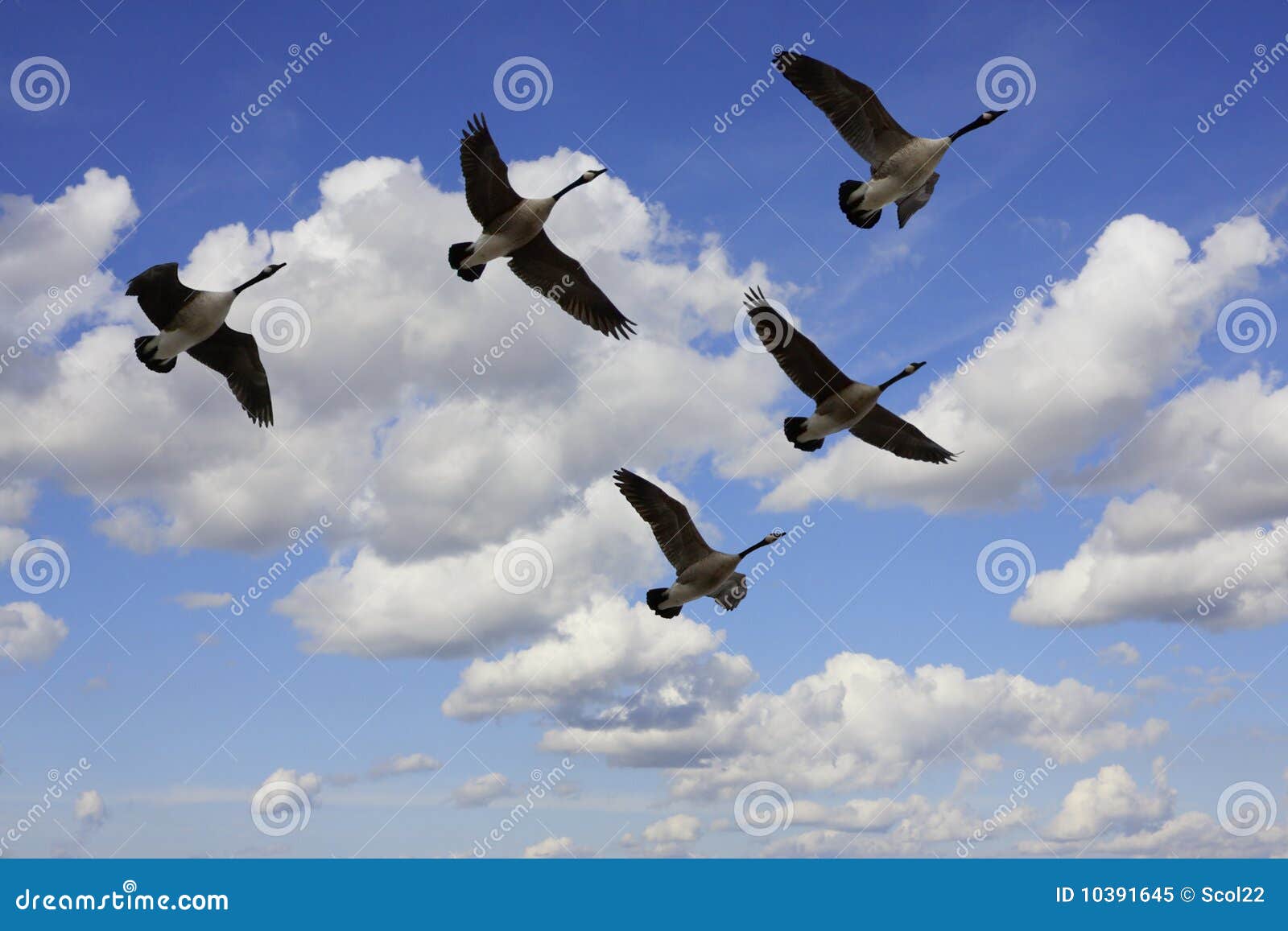 flying geese