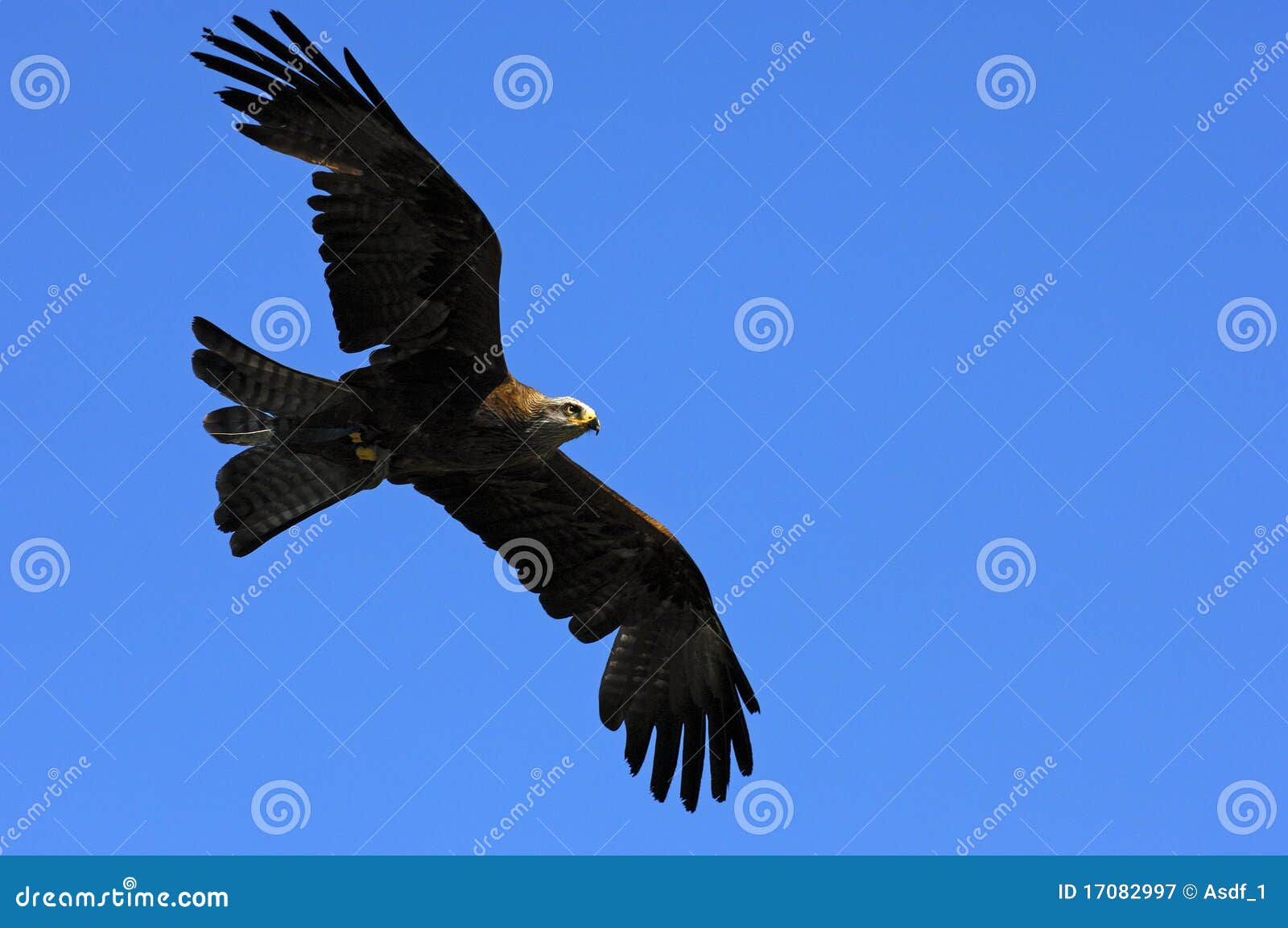 Flying Golden Eagle stock image. Image of nature, wings 17082997