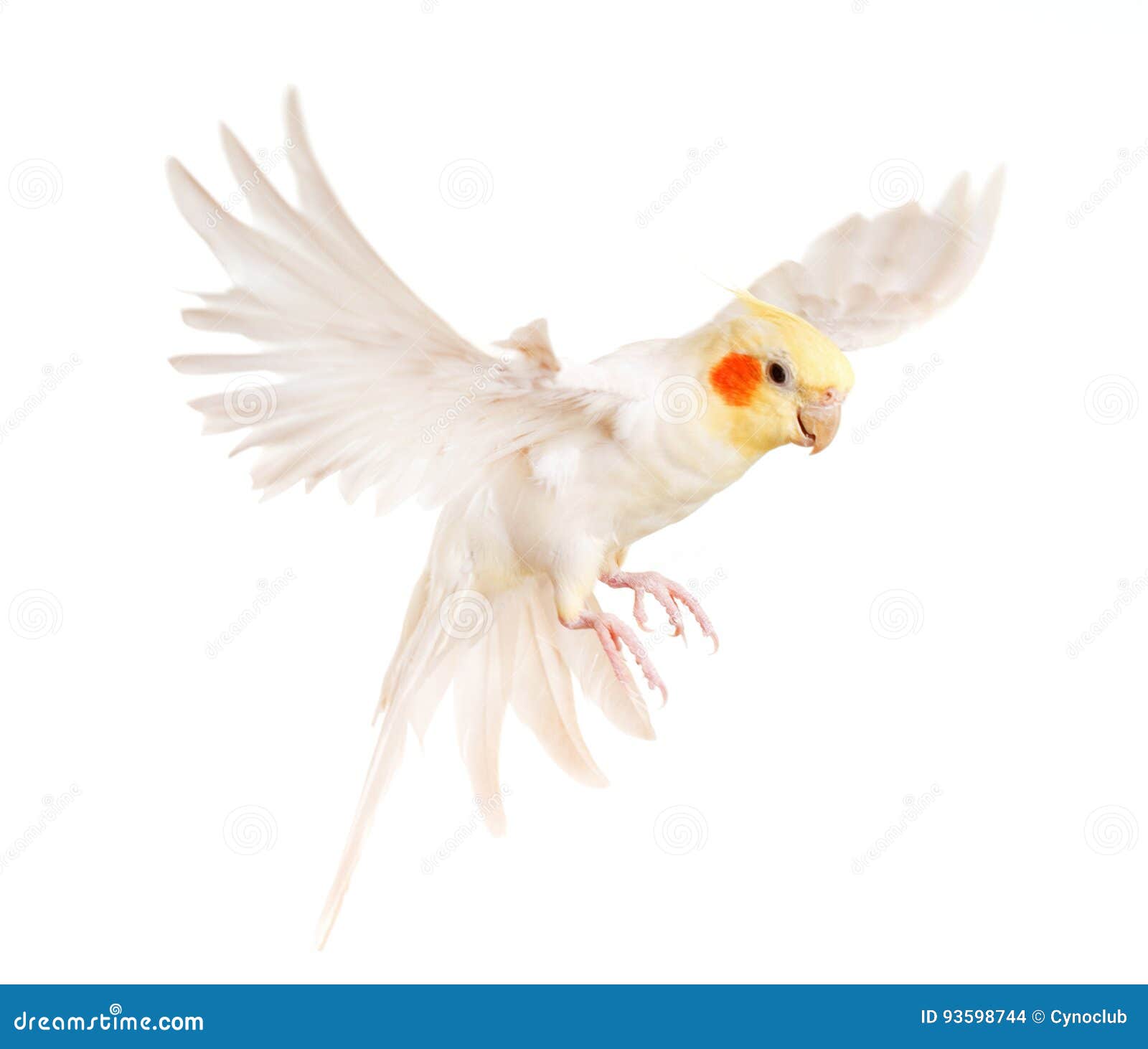 Flying gray cockatiel stock photo. Image of hollandicus 93598744