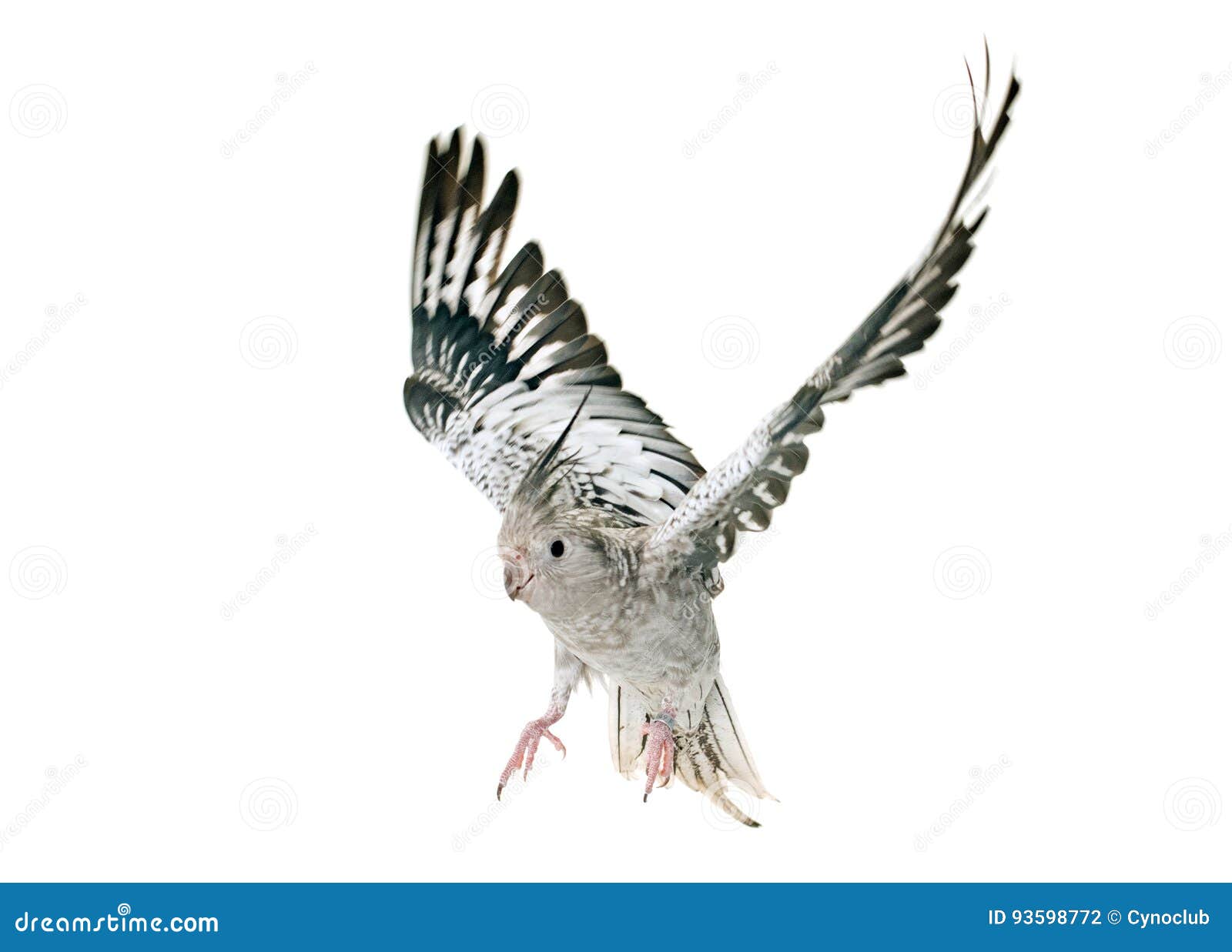 Flying gray cockatiel stock photo. Image of movement 93598772