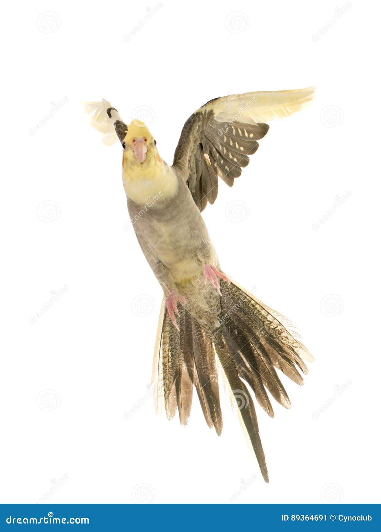 Flying gray cockatiel stock image. Image of wing, flight 89364691