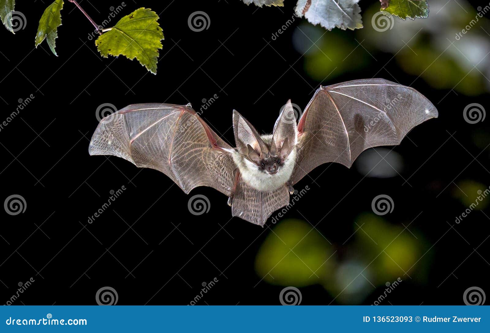 flying grey long eared bat in forest