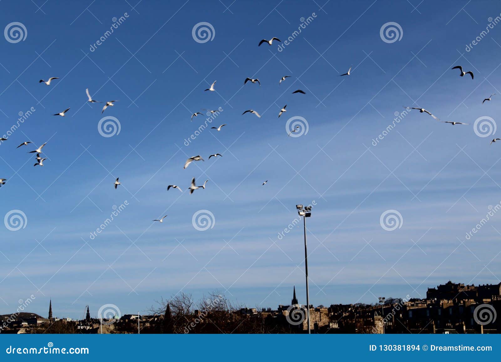 flying sea-mews over edinburgh