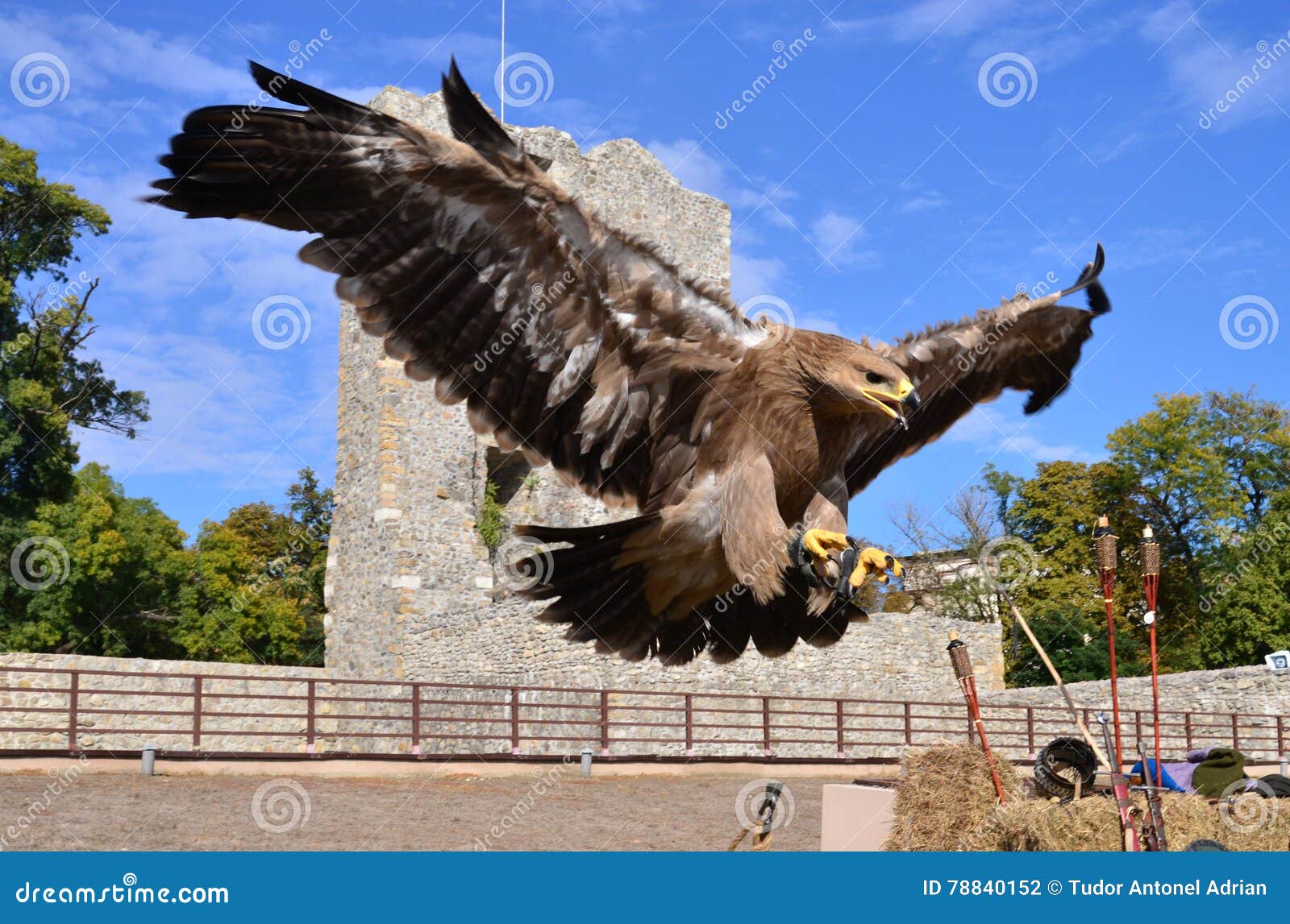 Flying Hawk Moth Sphingidae Sucking From Stamens Stock Photography