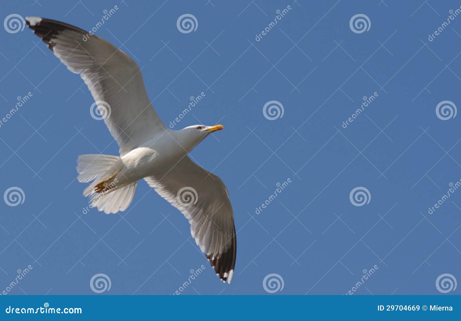 Flying Herring Seagull in the Clear Sky Stock Image Image of wild