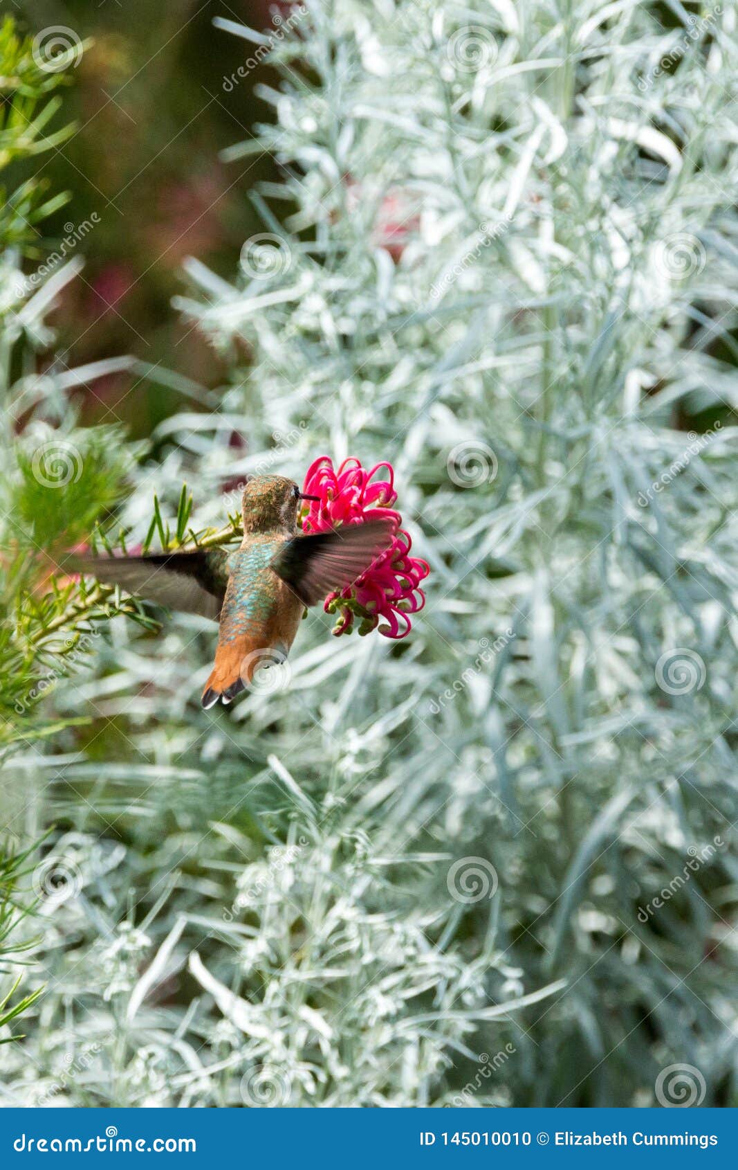 Flying Hummingbird Feeding on Pink Bottle Brush Tree Blossoms Stock