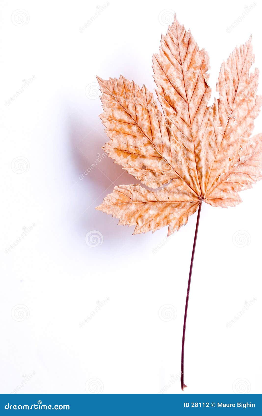 flying leaf