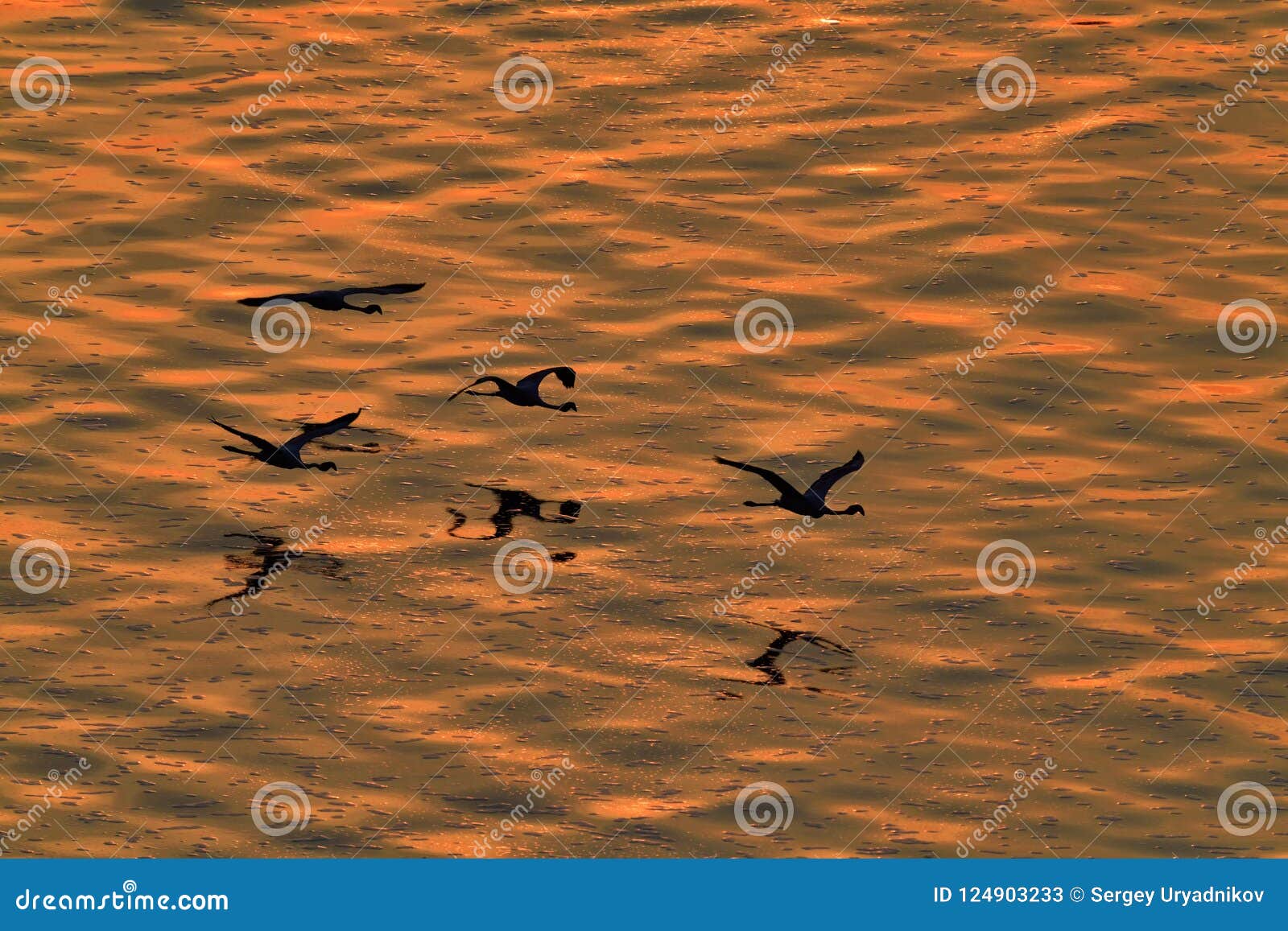 flying lesser flamingos at sunset. aerial view
