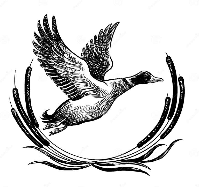 Flying mallard duck stock illustration. Illustration of phoenix - 301165734