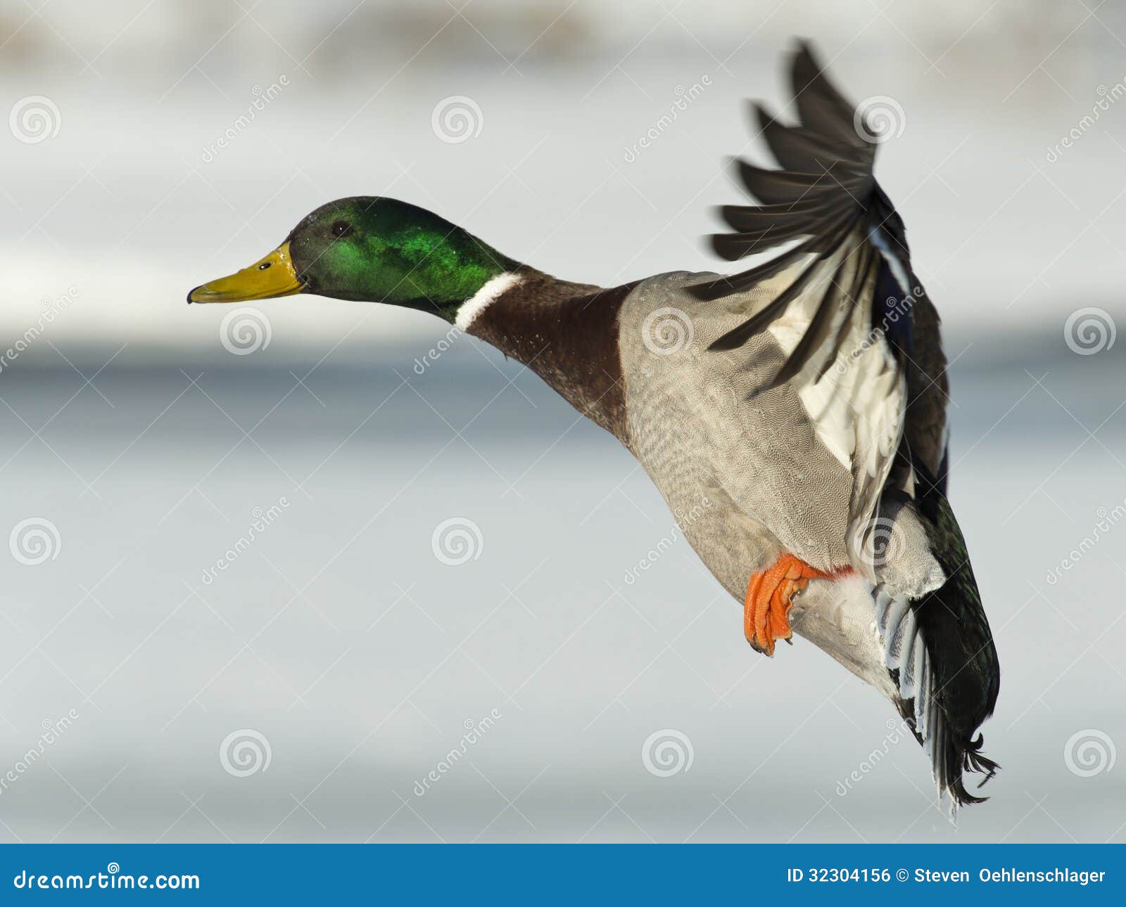 flying mallard duck