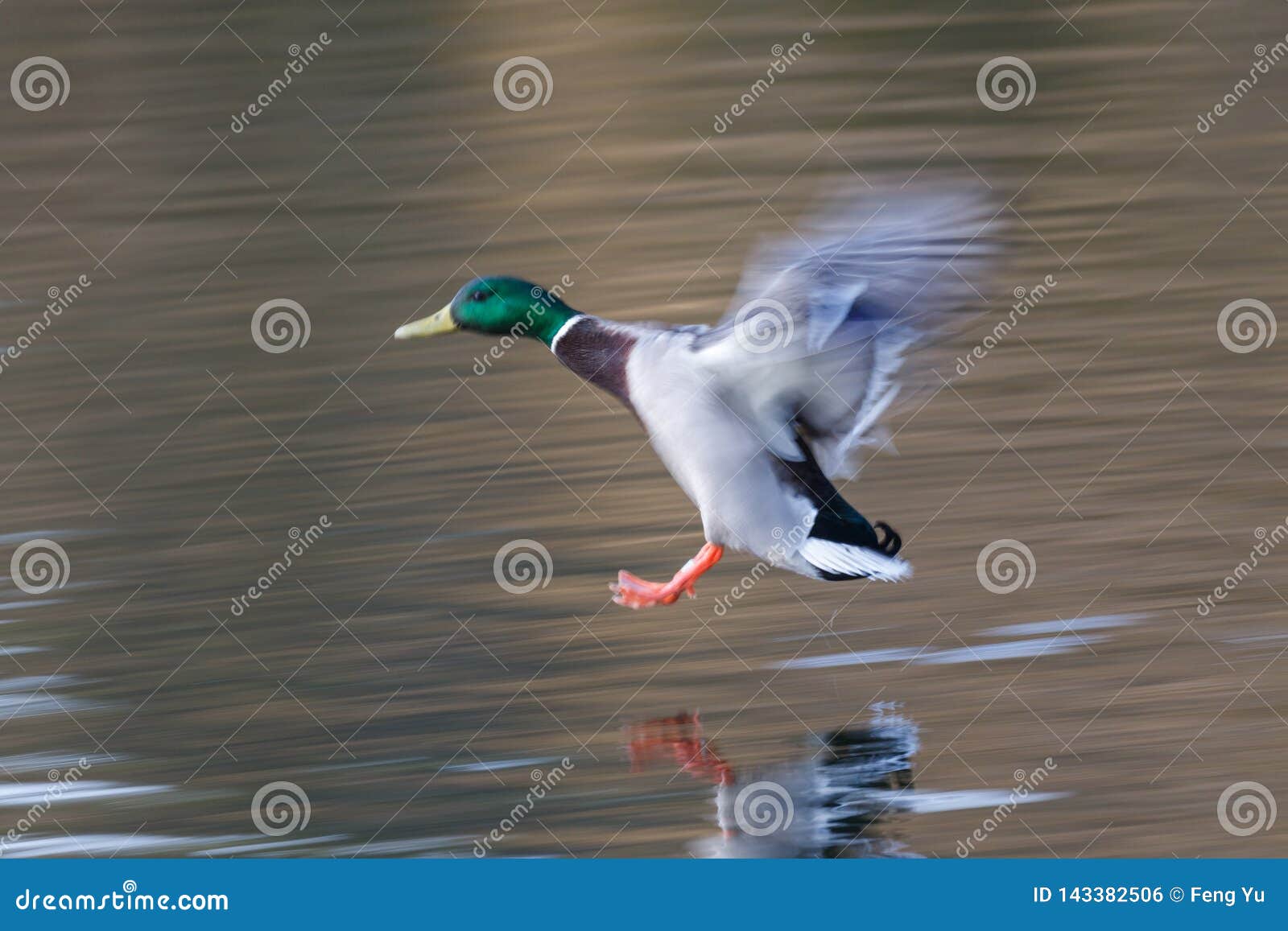 flying mallard duck