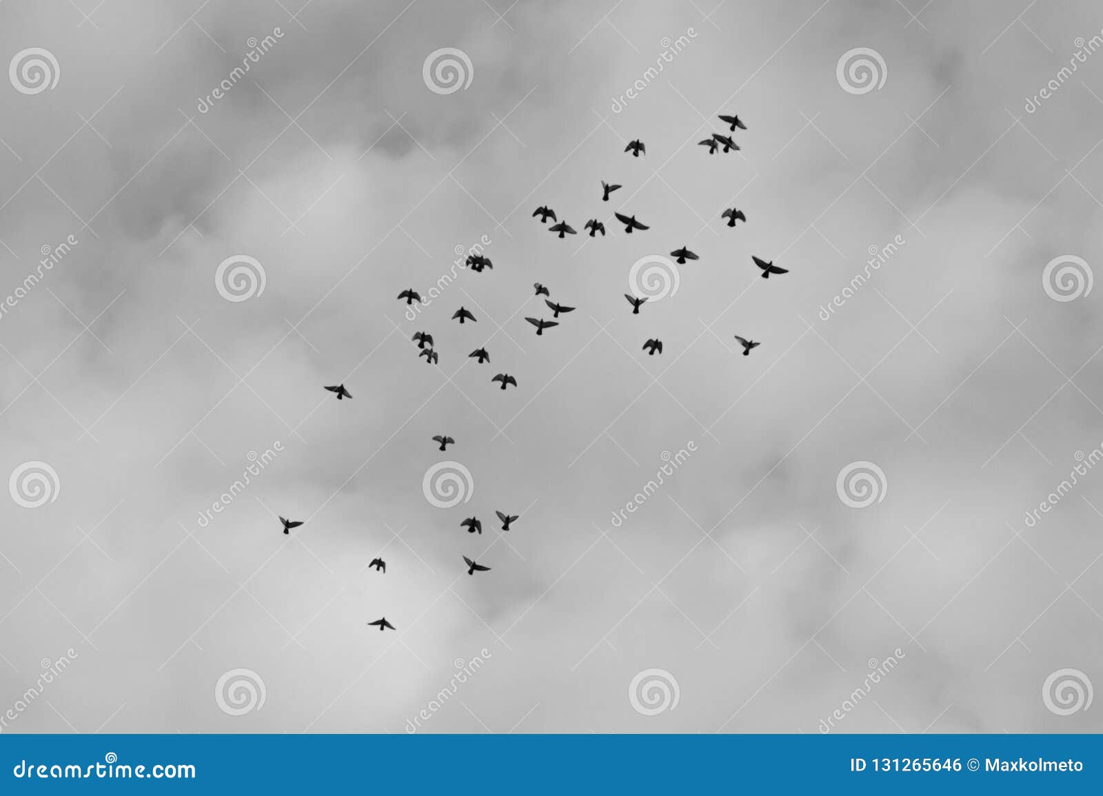 flying migrate birds black and white background
