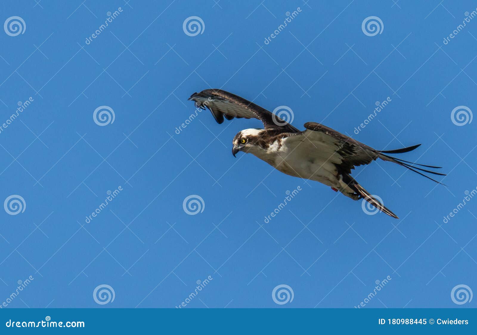 Flying osprey on the hunt stock image. Image of birding 180988445