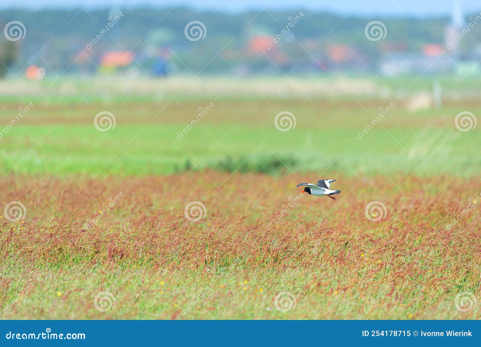 Flying Oyster Catcher in Nature Stock Image Image of bird, beach