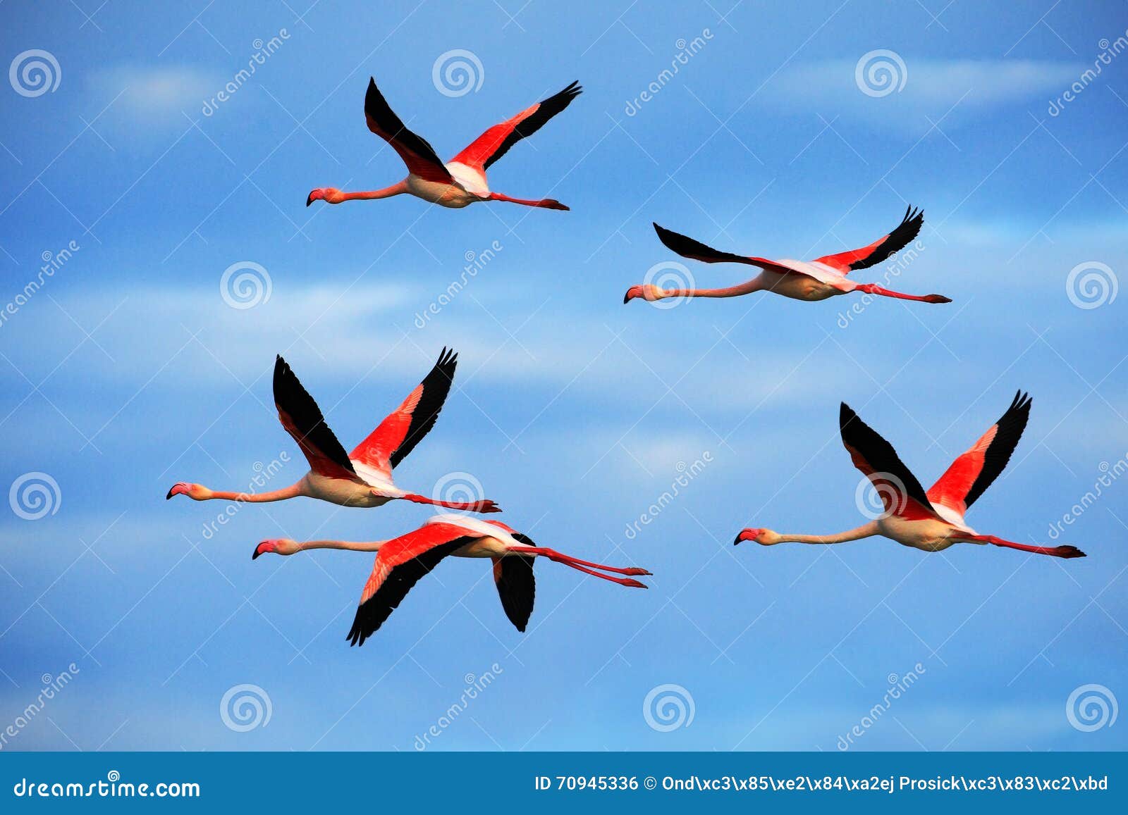 flying pair of nice pink big bird greater flamingo, phoenicopterus ruber, with clear blue sky with clouds, camargue, france