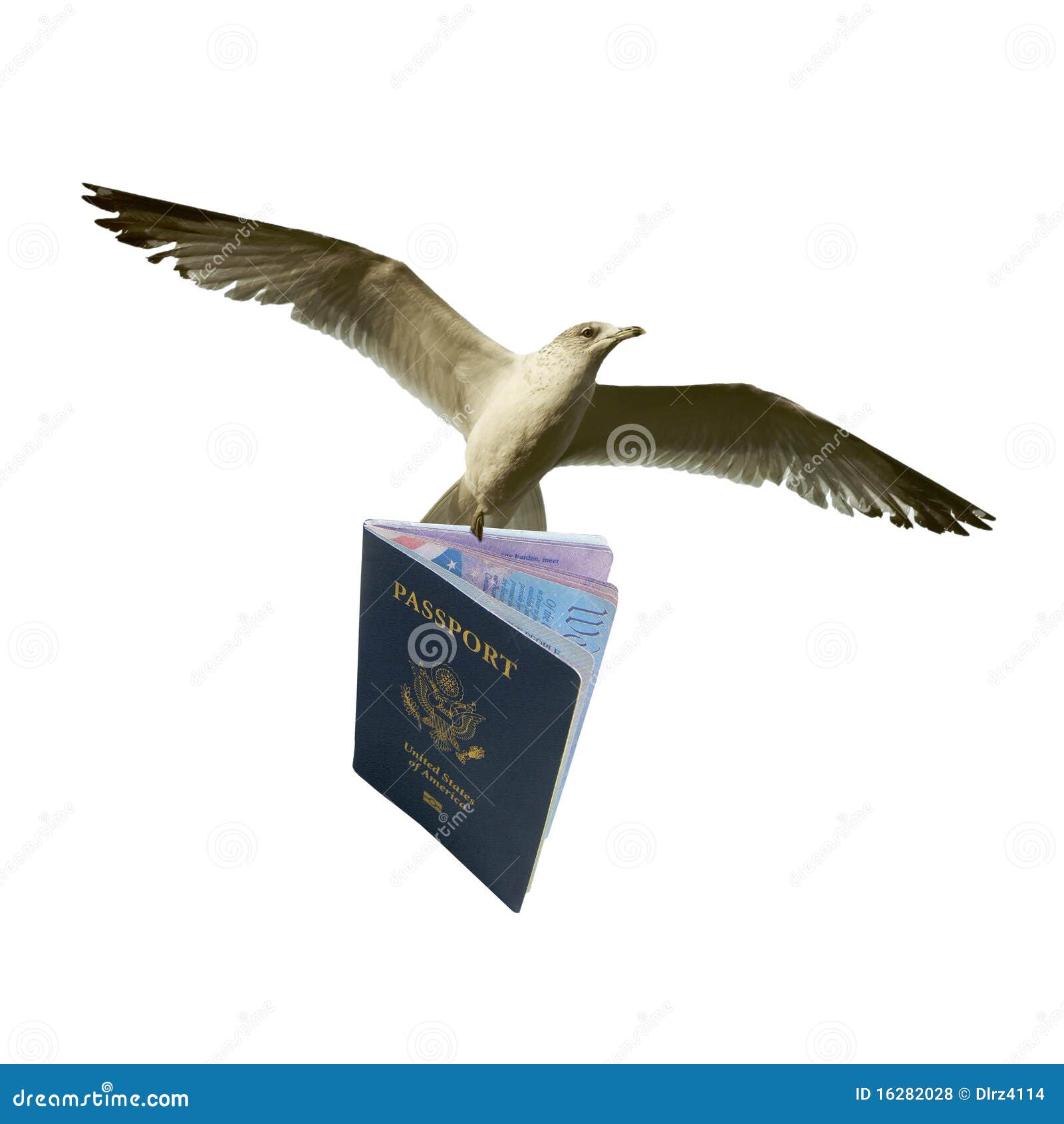 Seagull Chip Stock Photos - Free & Royalty-Free Stock Photos from